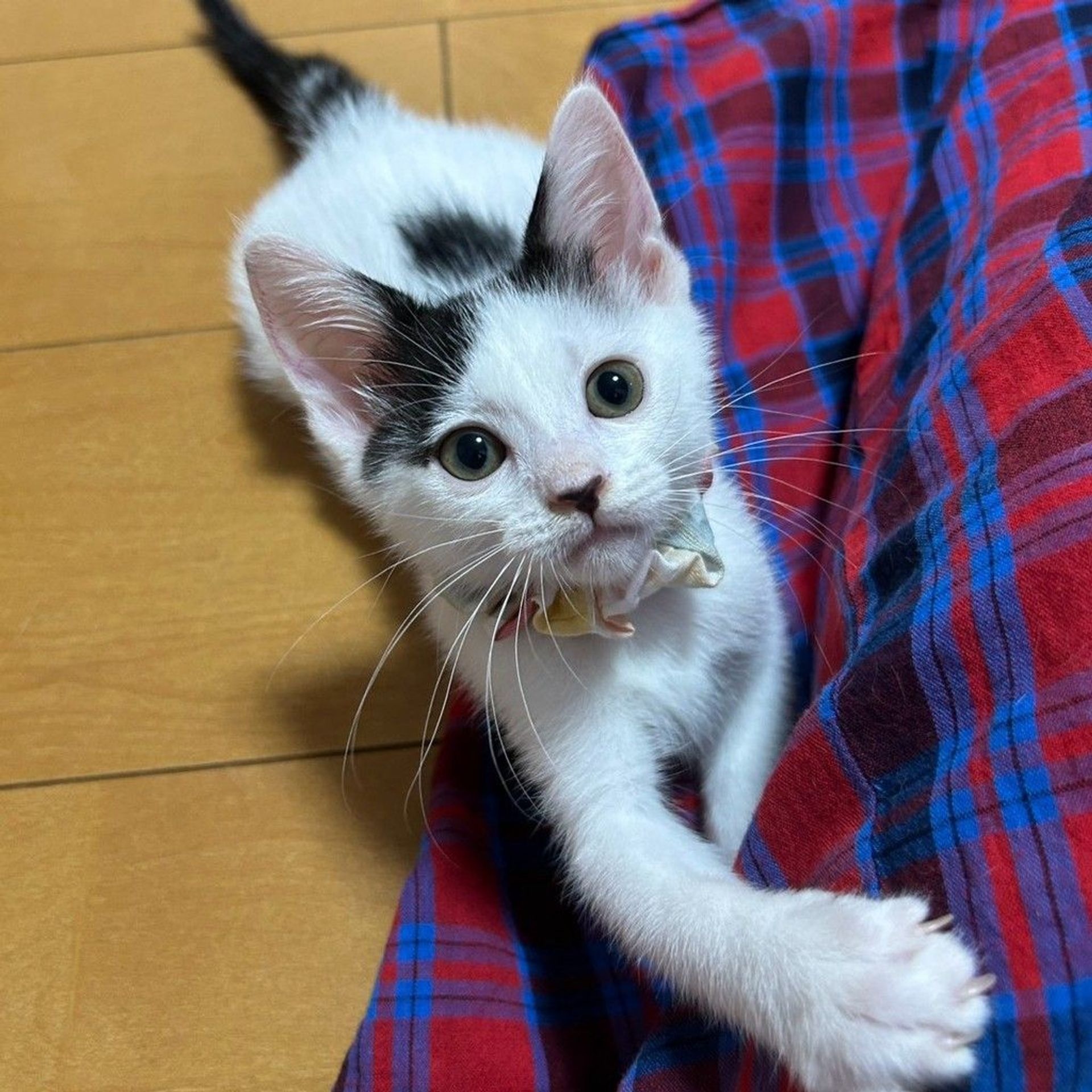 雑種（ミックス猫）・メスの里親募集の写真