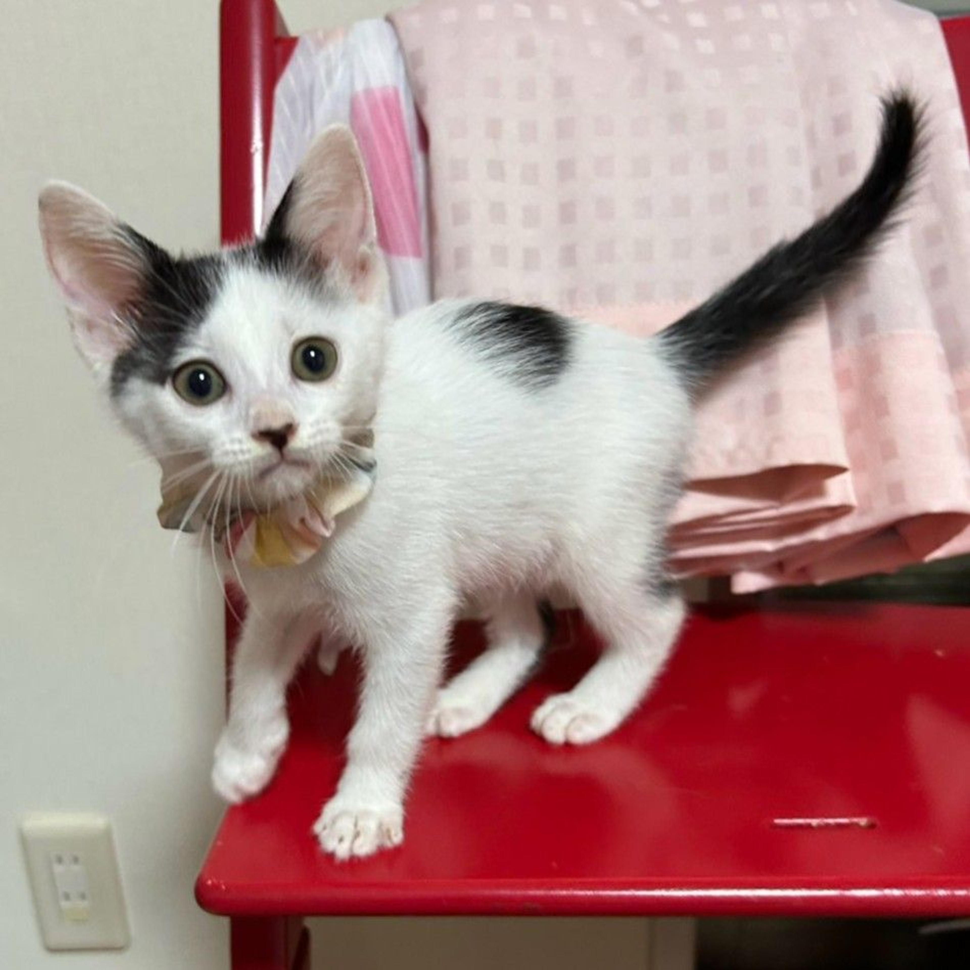 pet-image-4