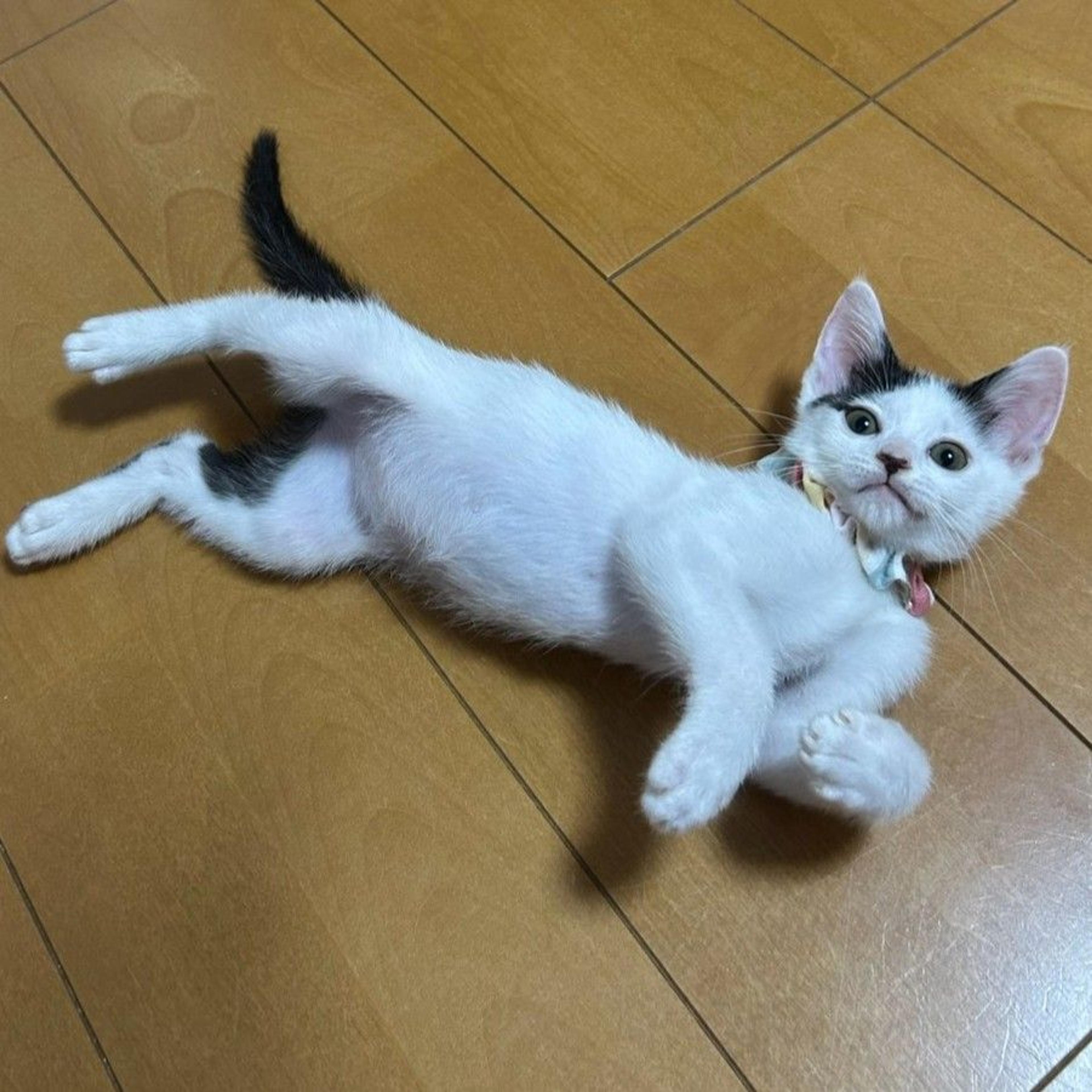 pet-image-8
