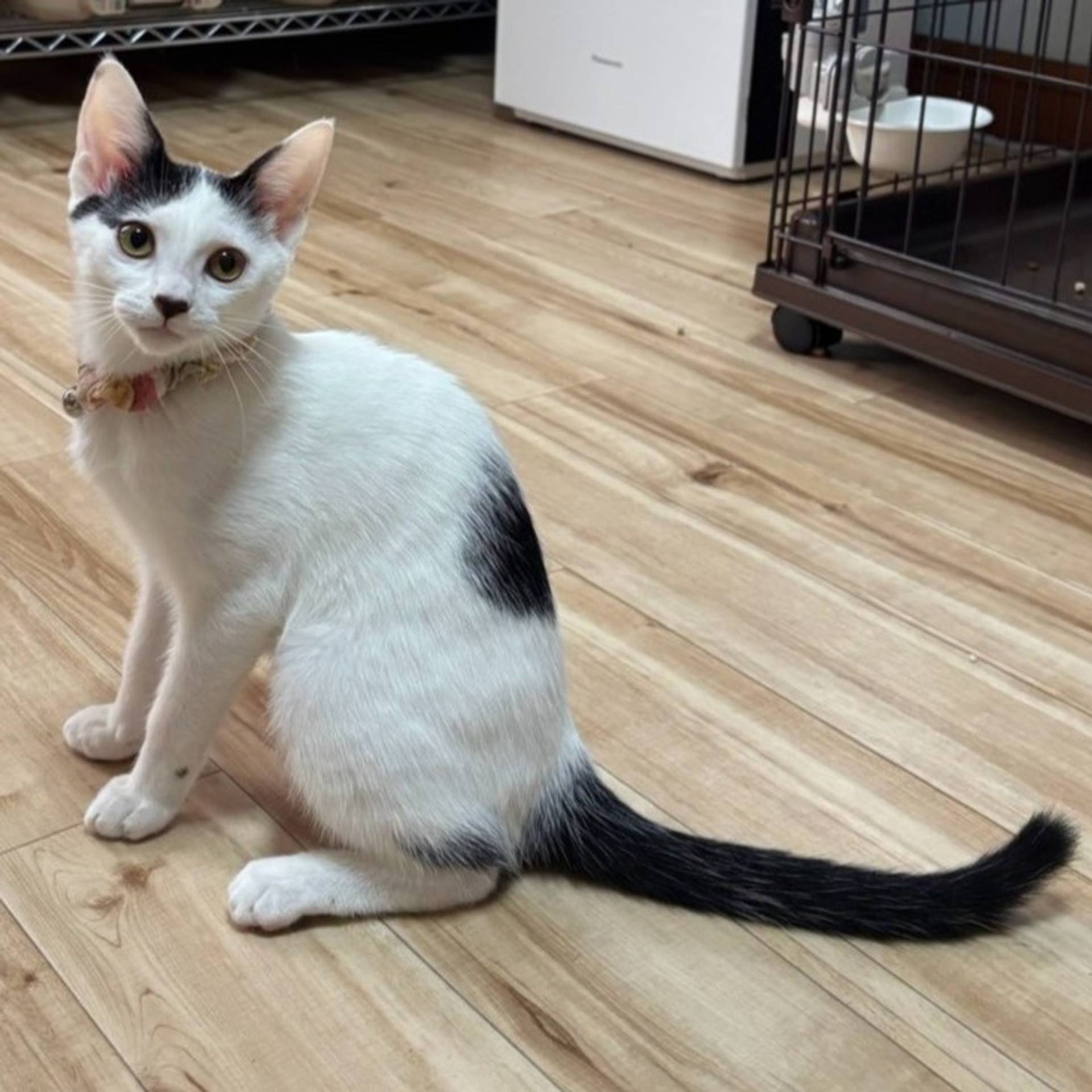 雑種（ミックス猫）・メスの里親募集の写真