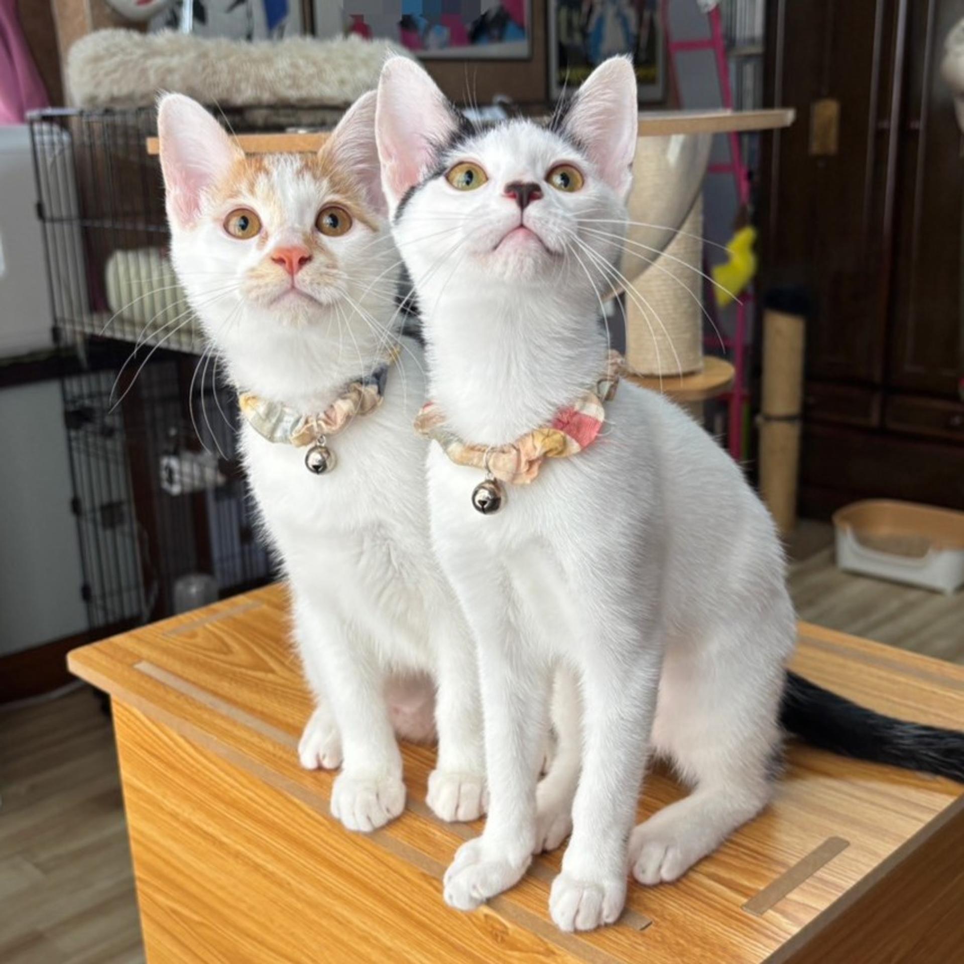 pet-image-8