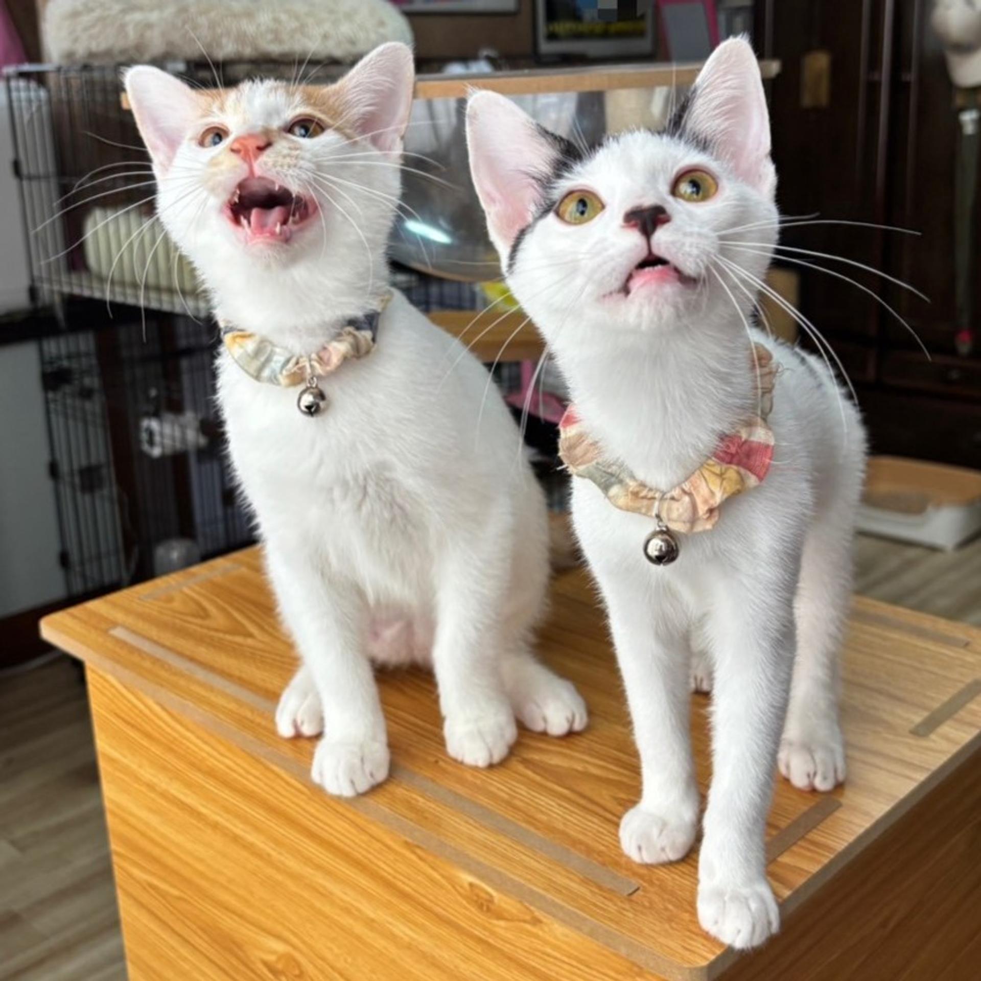 pet-image-9