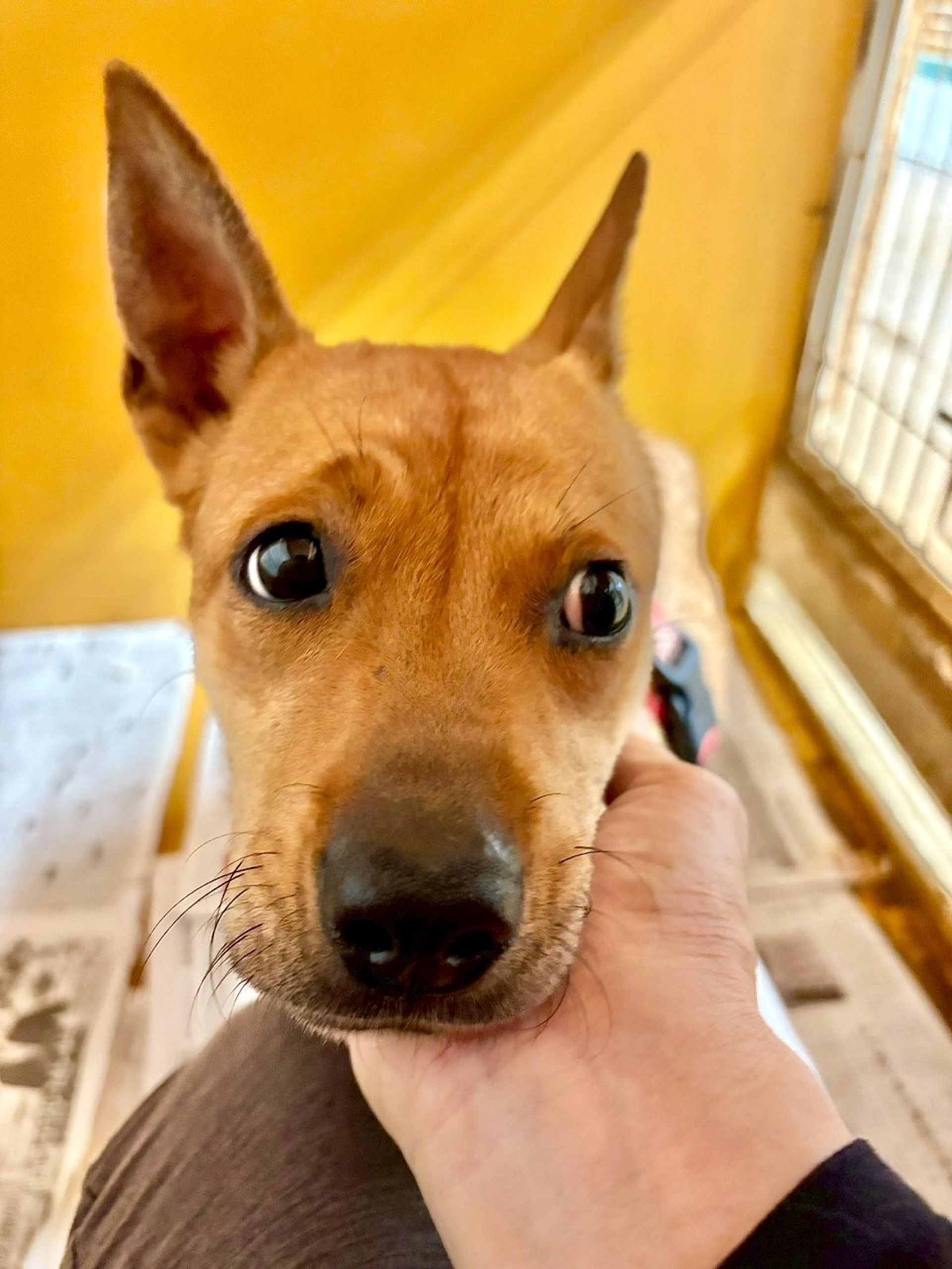 雑種（ミックス犬）・メスの里親募集の写真