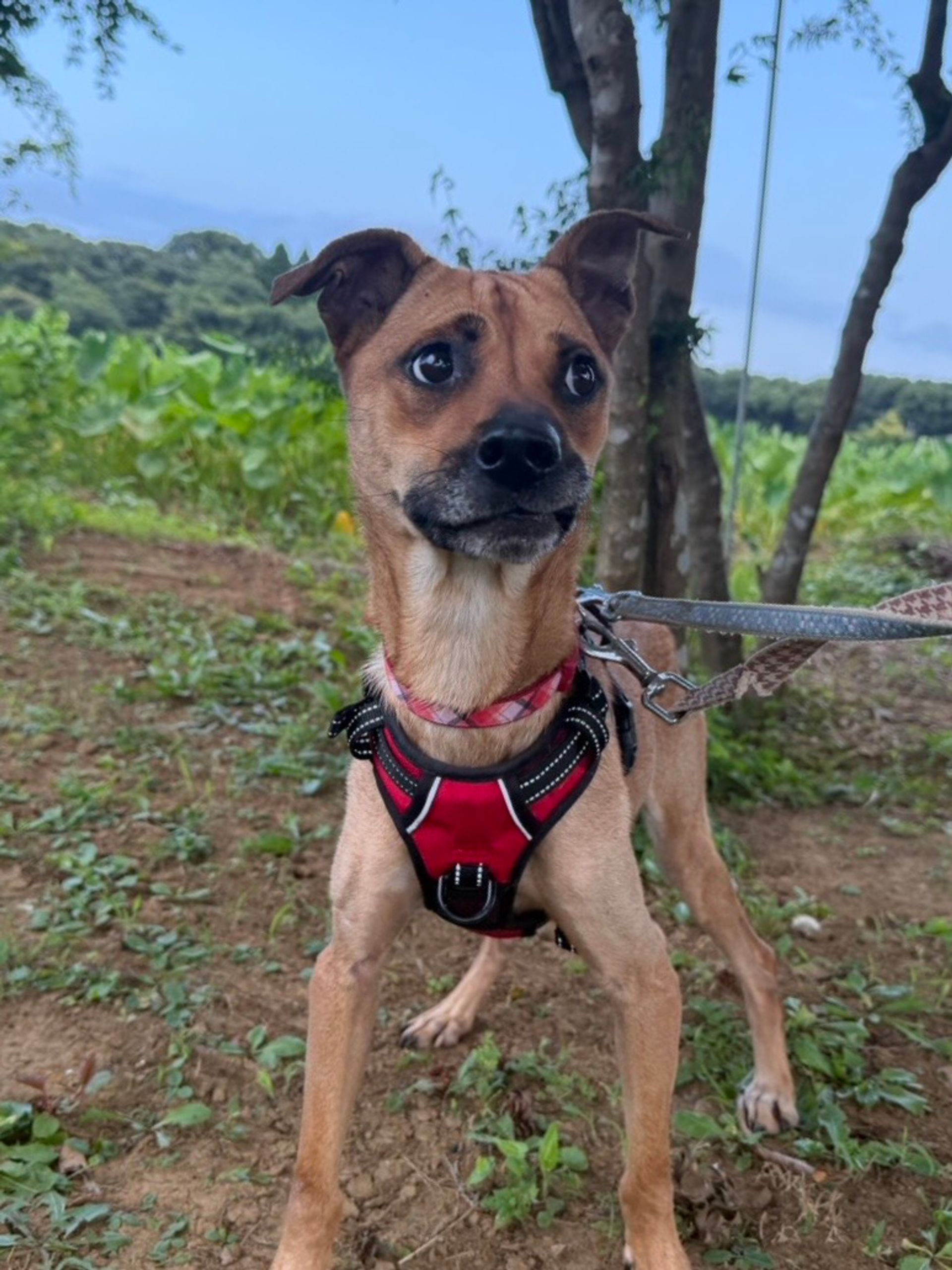雑種（ミックス犬）・メスの里親募集の写真