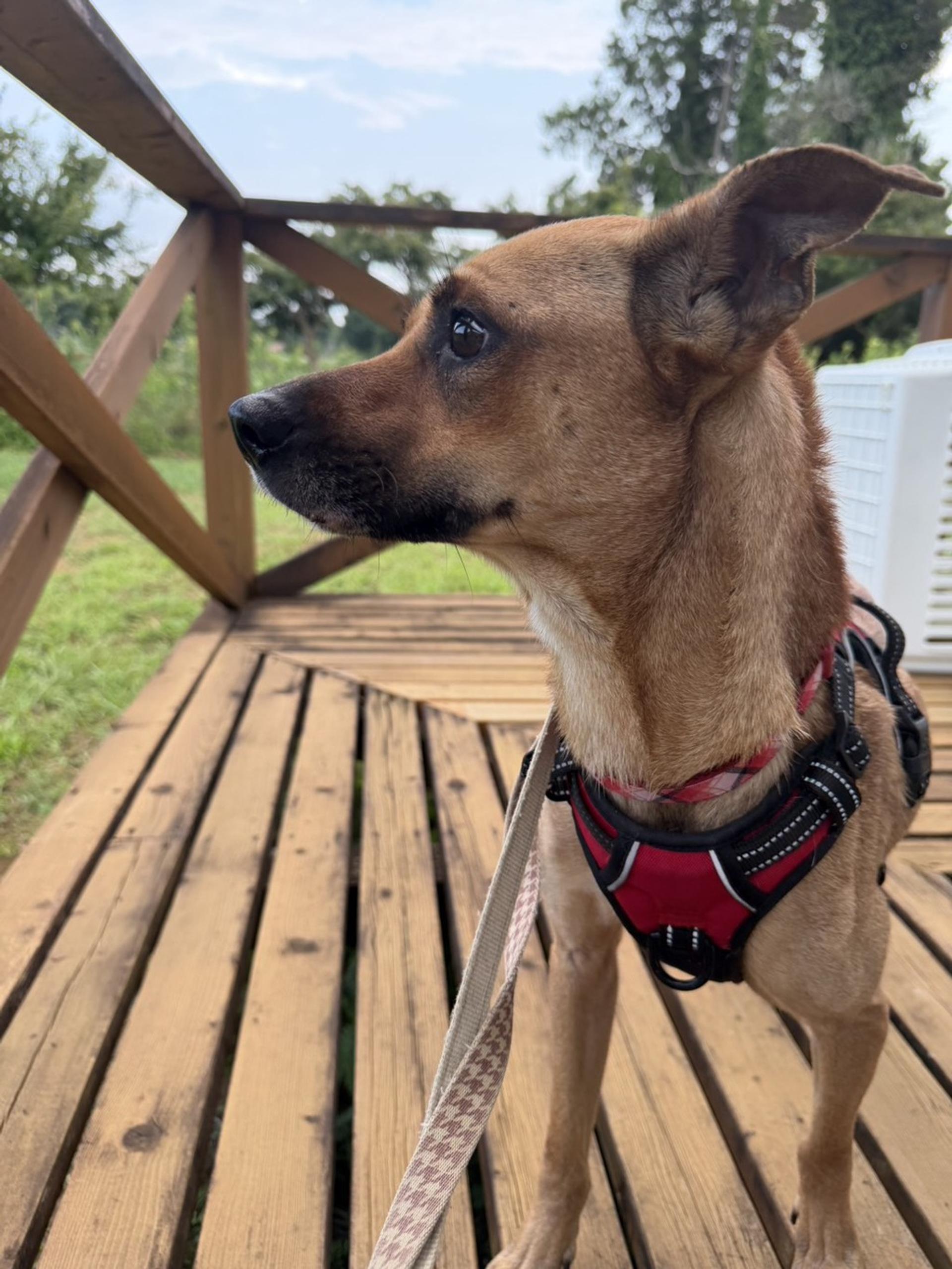 pet-image-2