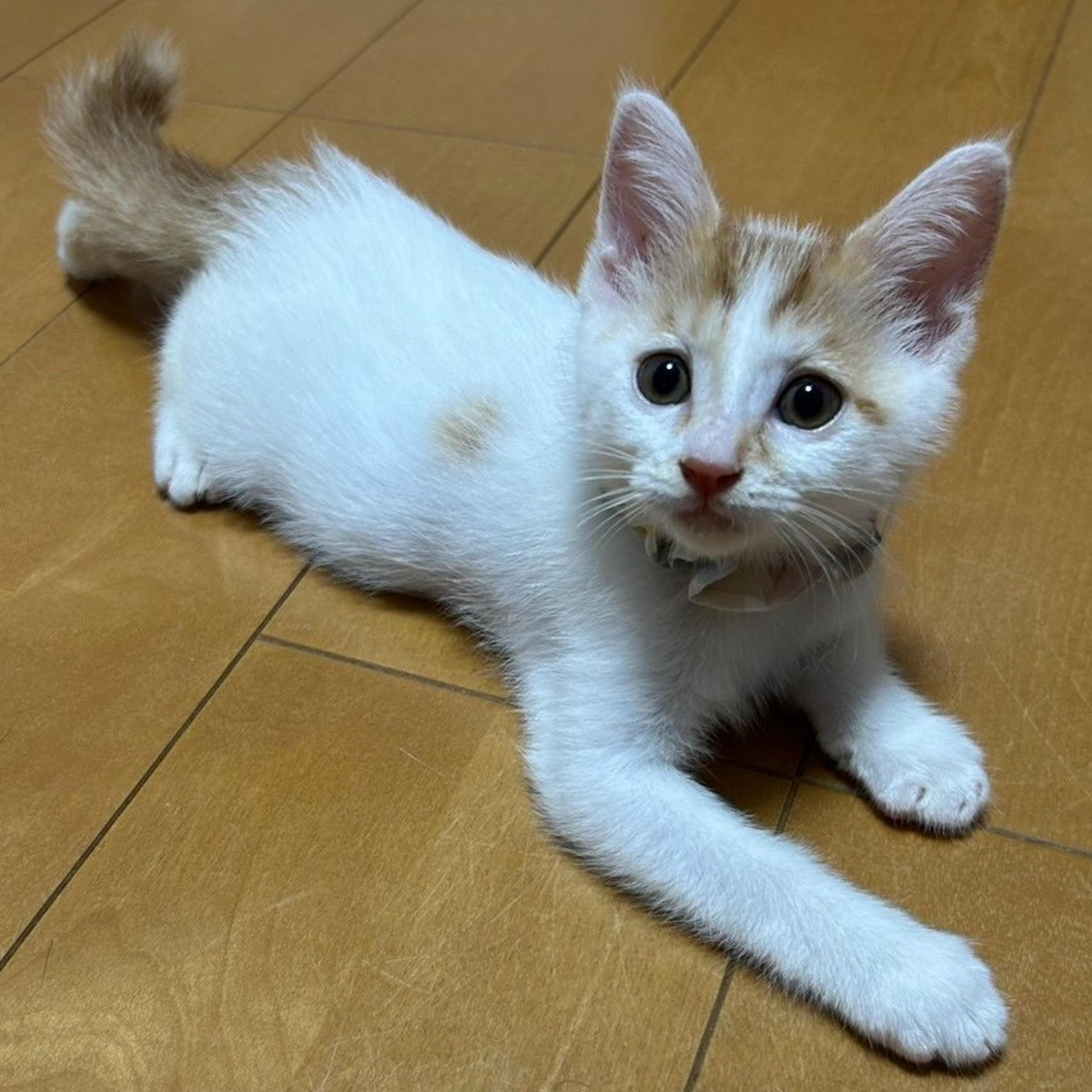 pet-image-2