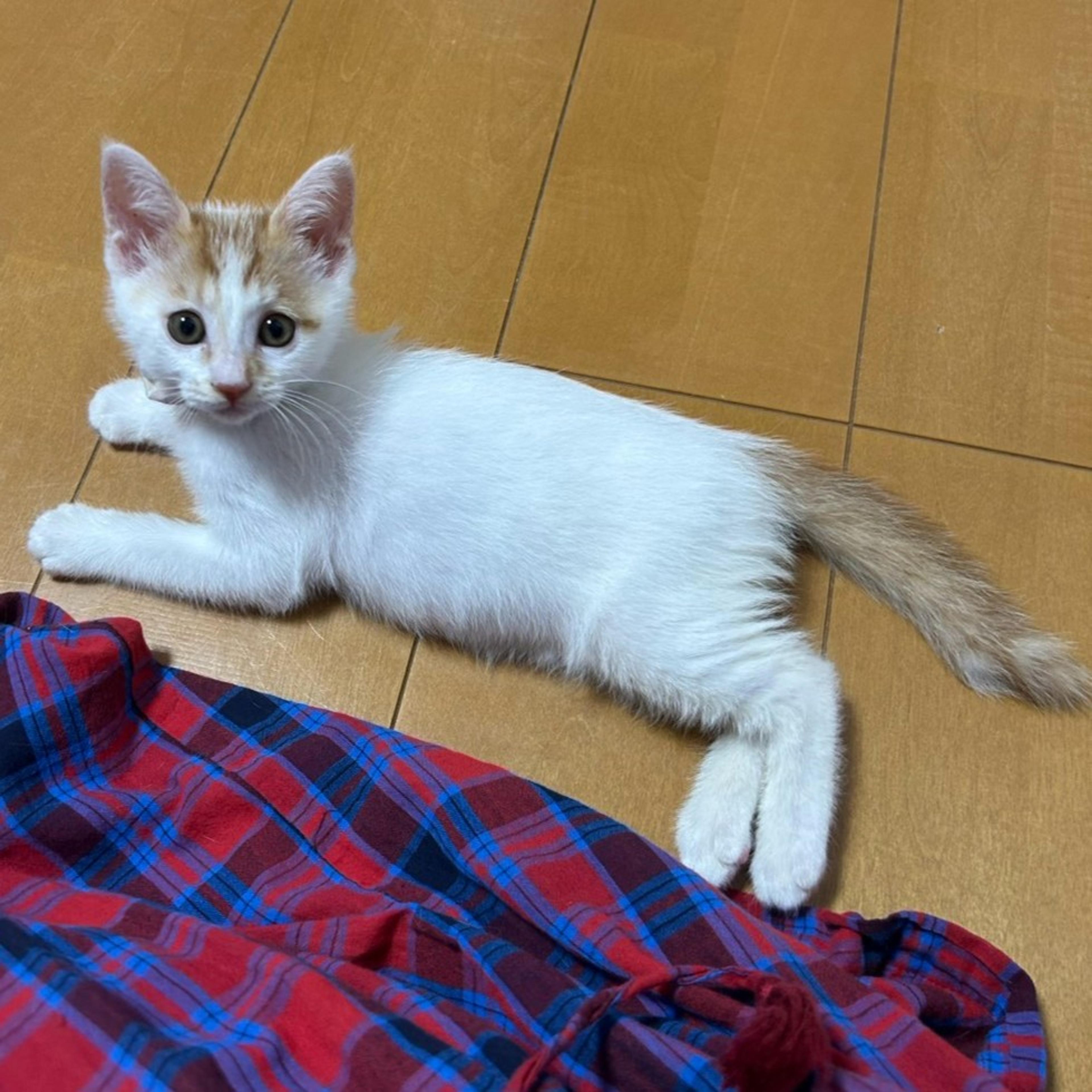 pet-image-3