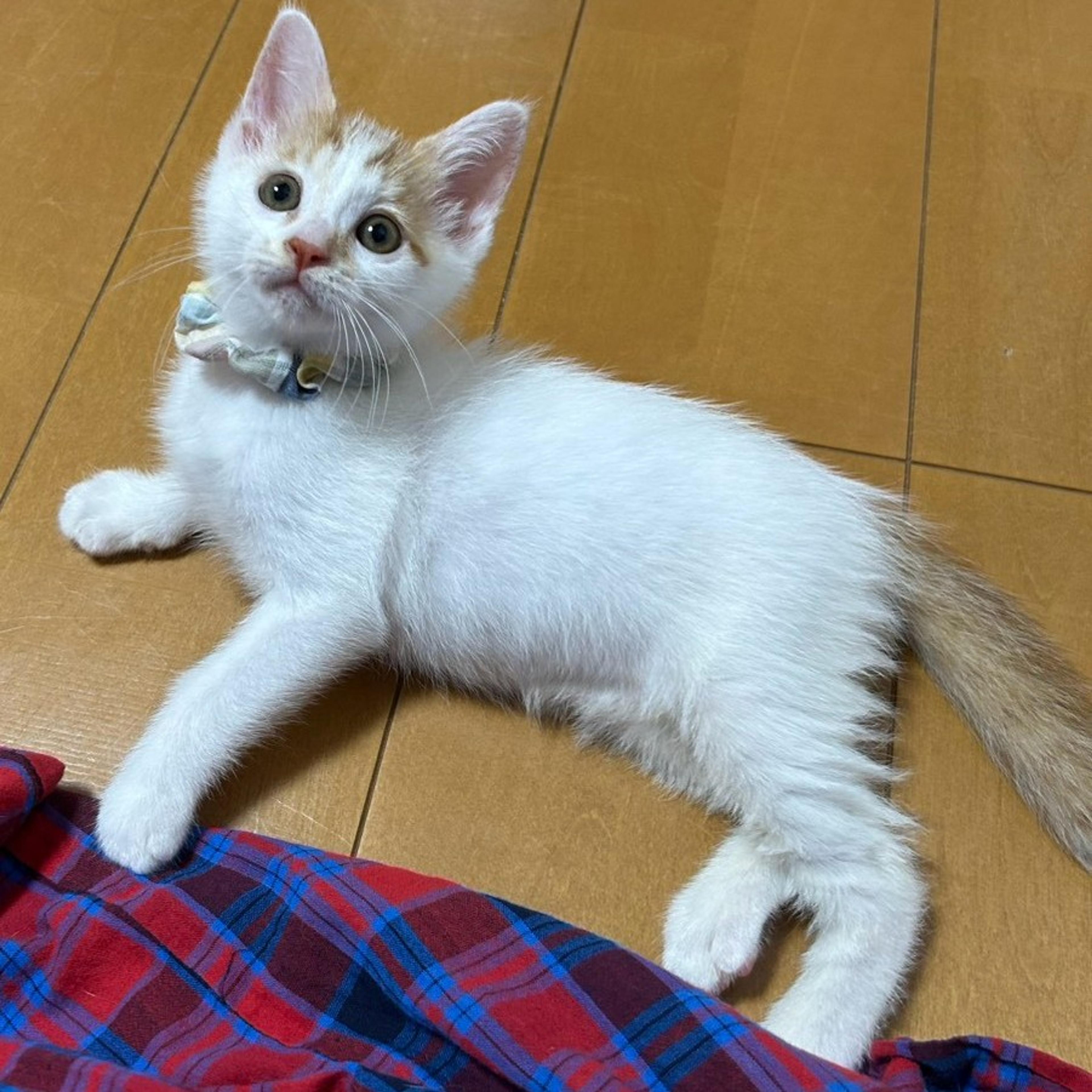 pet-image-4