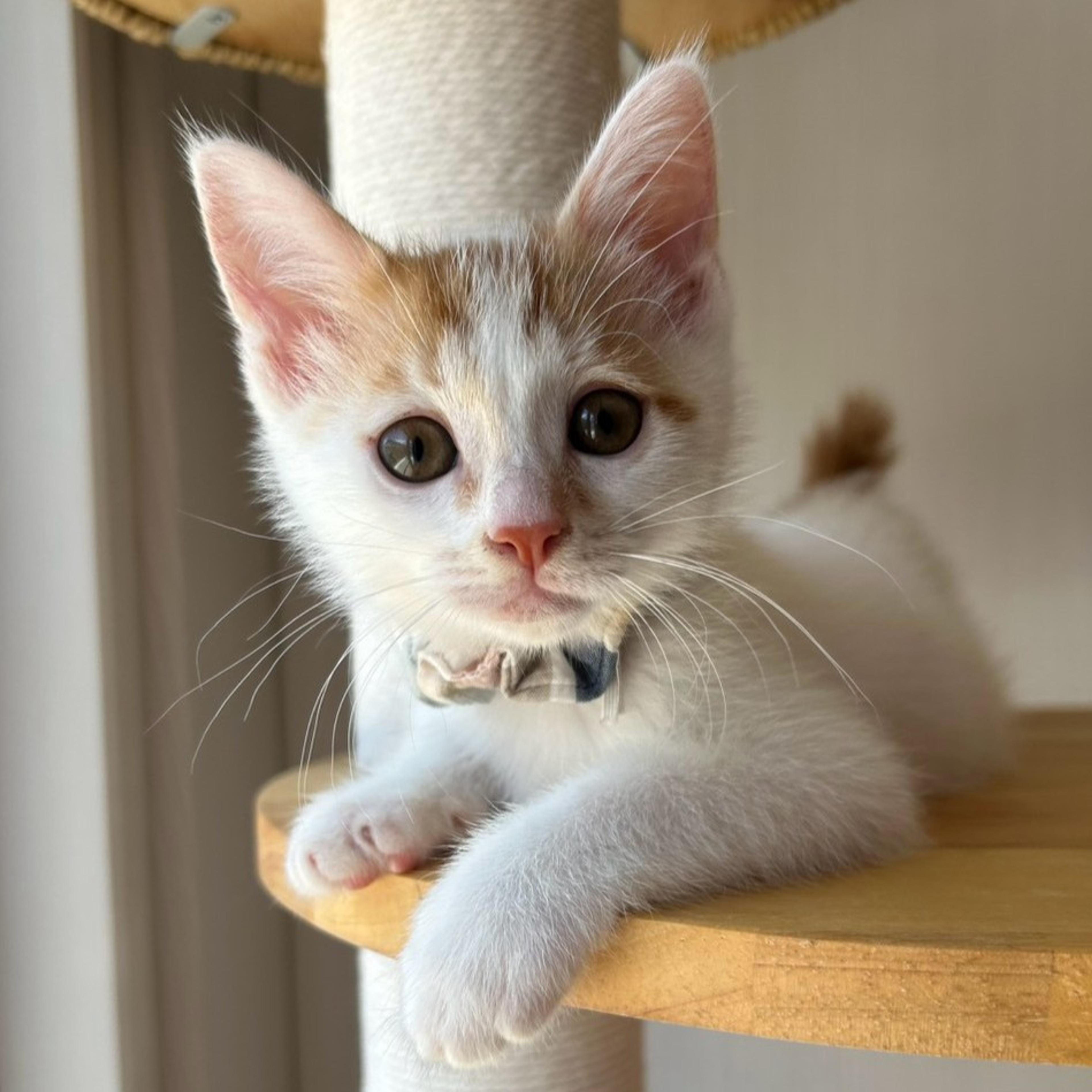 pet-image-5