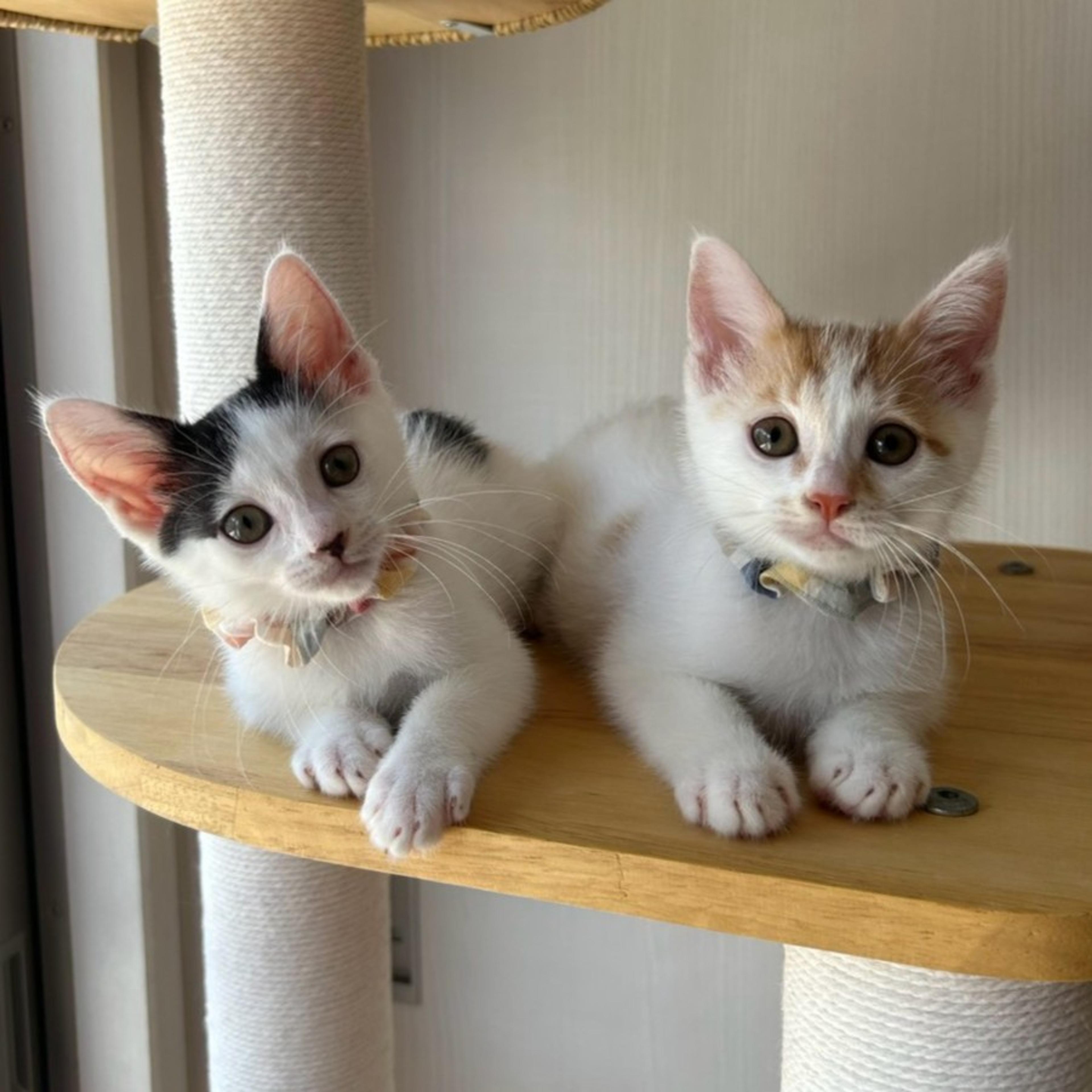 pet-image-8