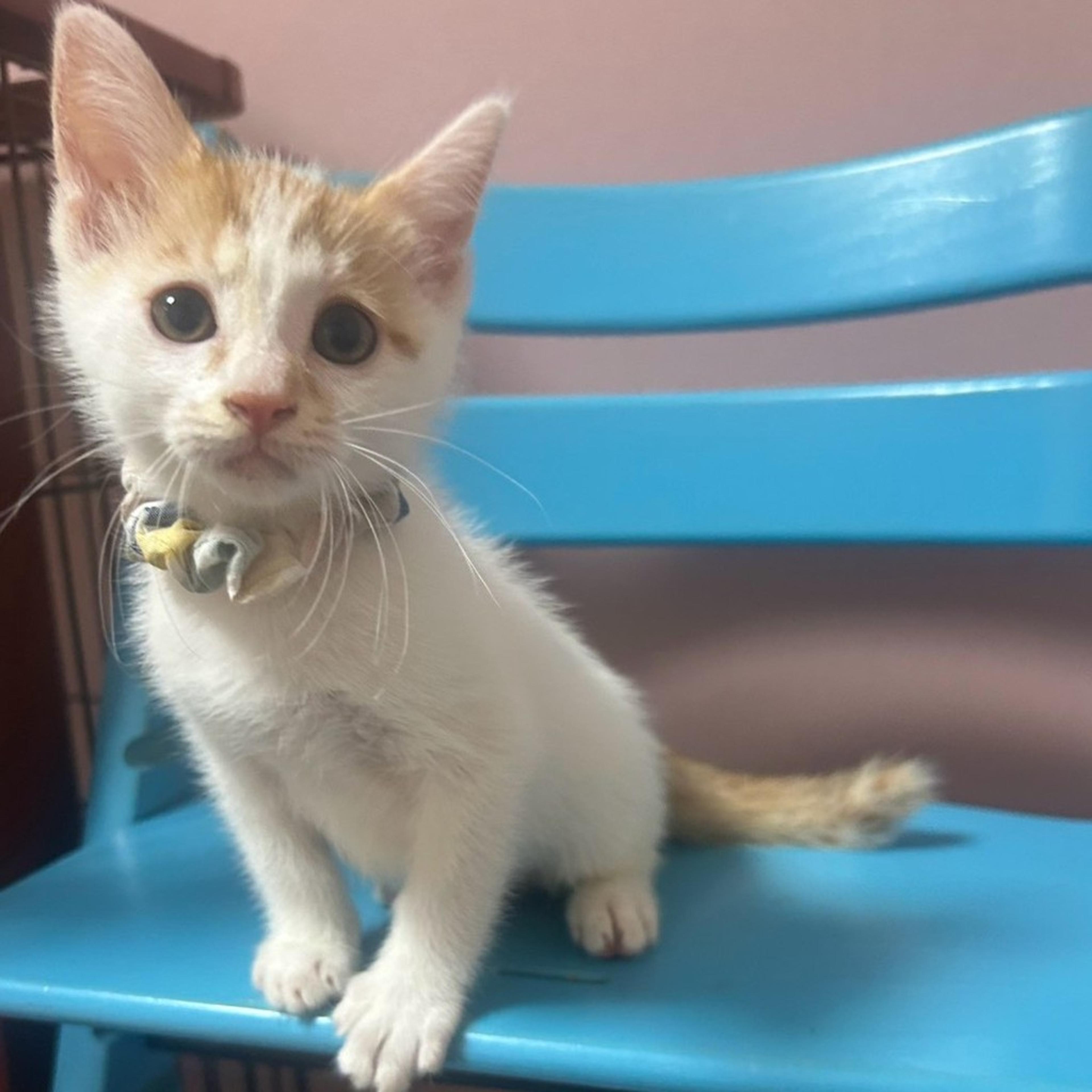 pet-image-9