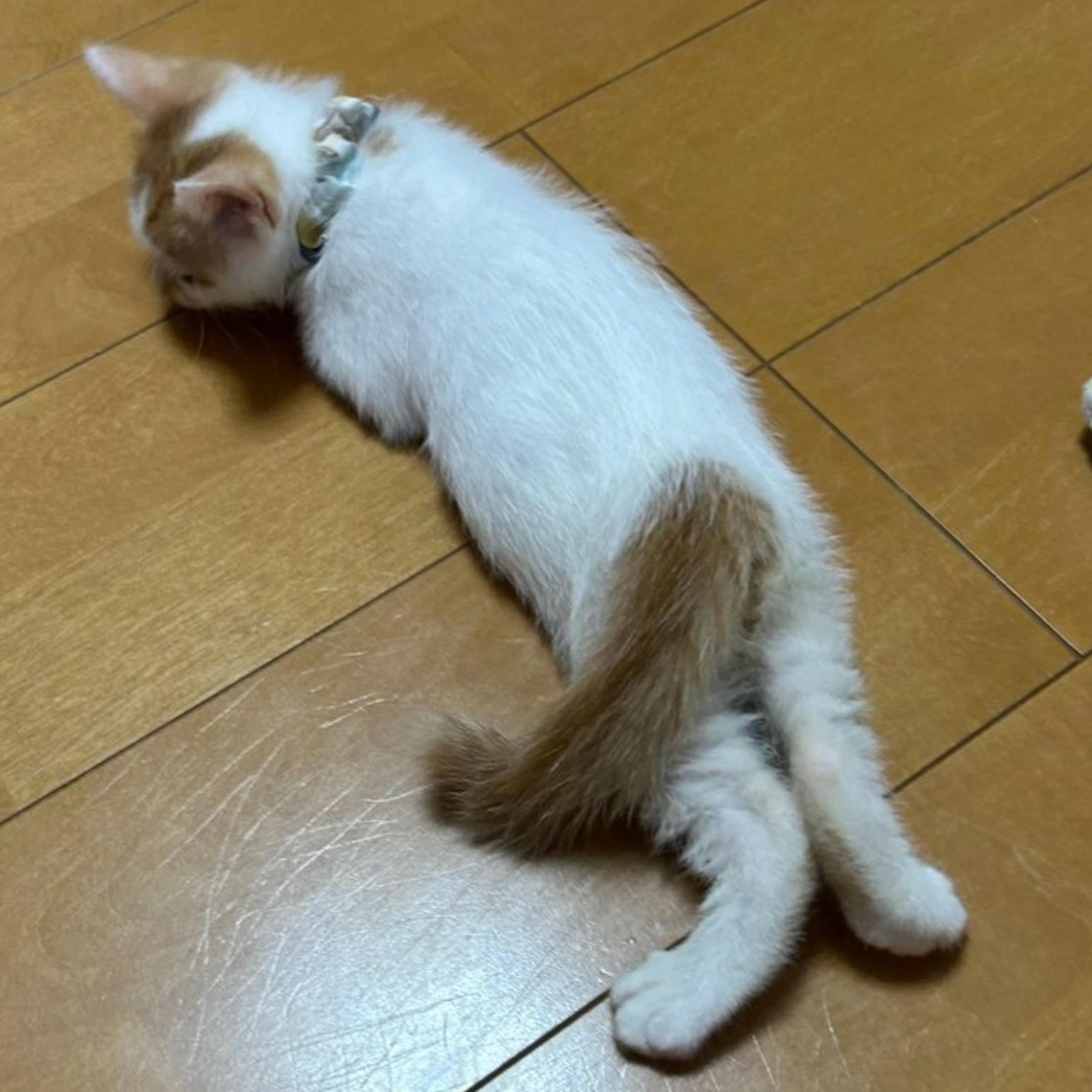 pet-image-10