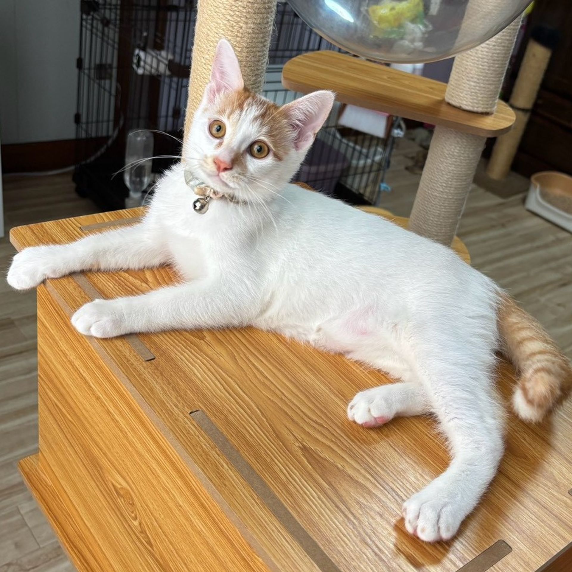 雑種（ミックス猫）・オスの里親募集の写真