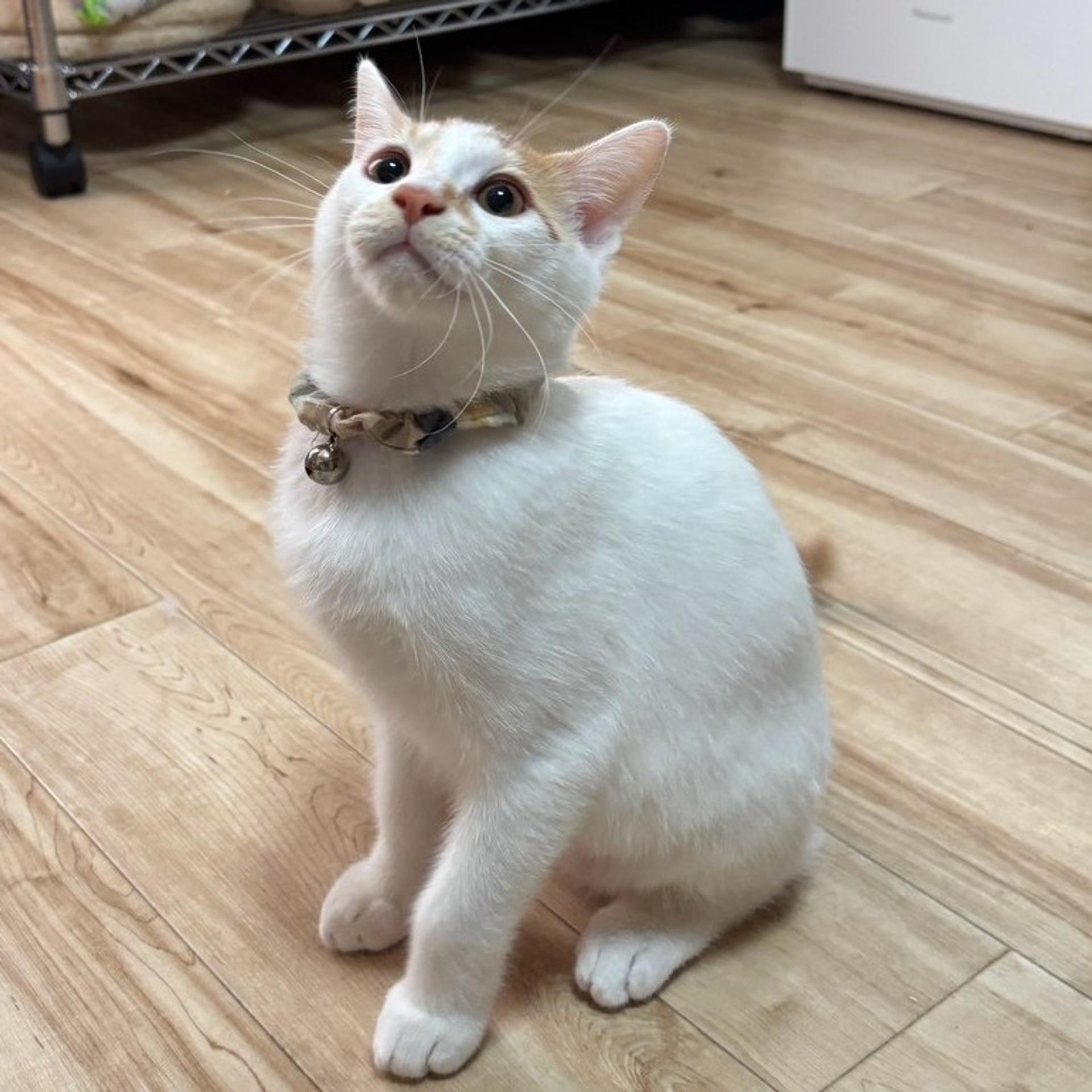 pet-image-2
