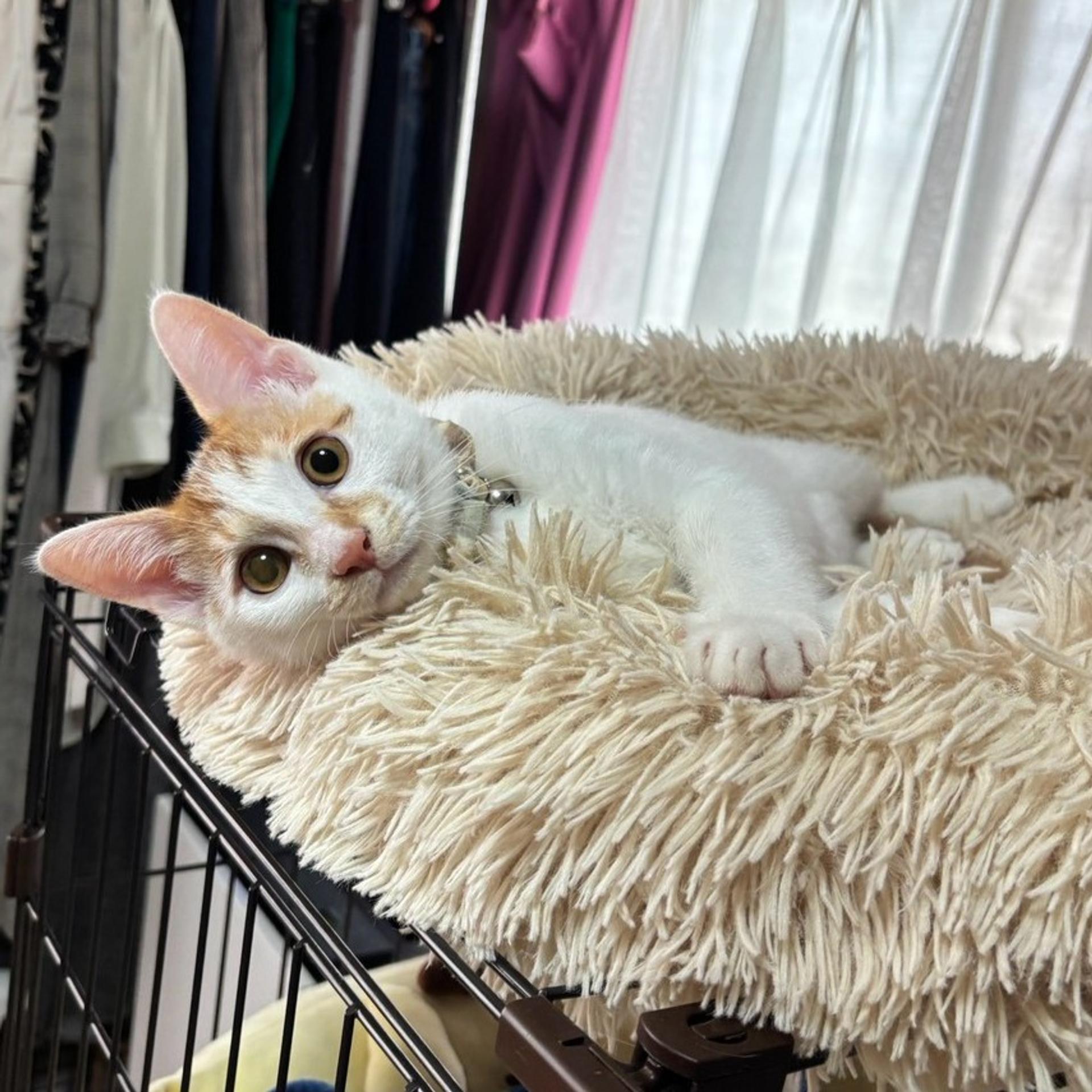 pet-image-3