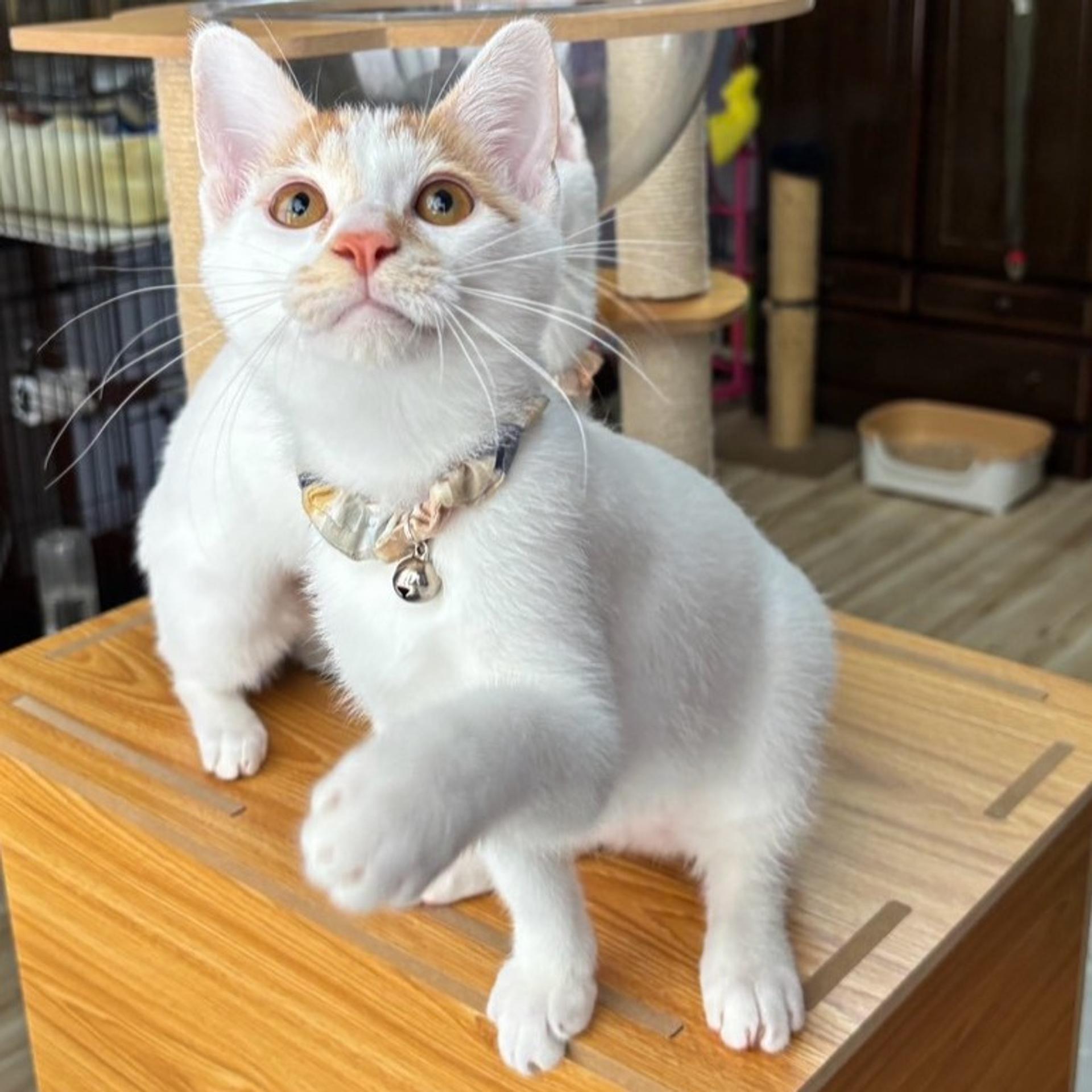pet-image-5
