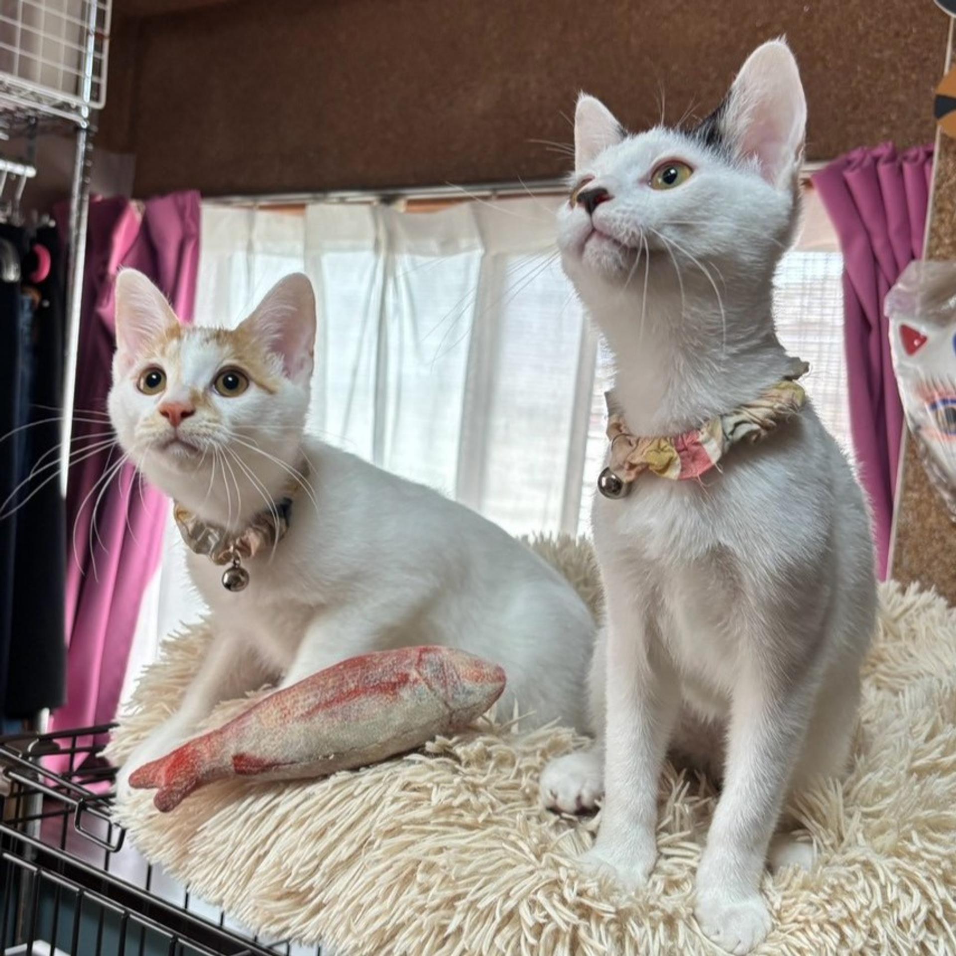 pet-image-7