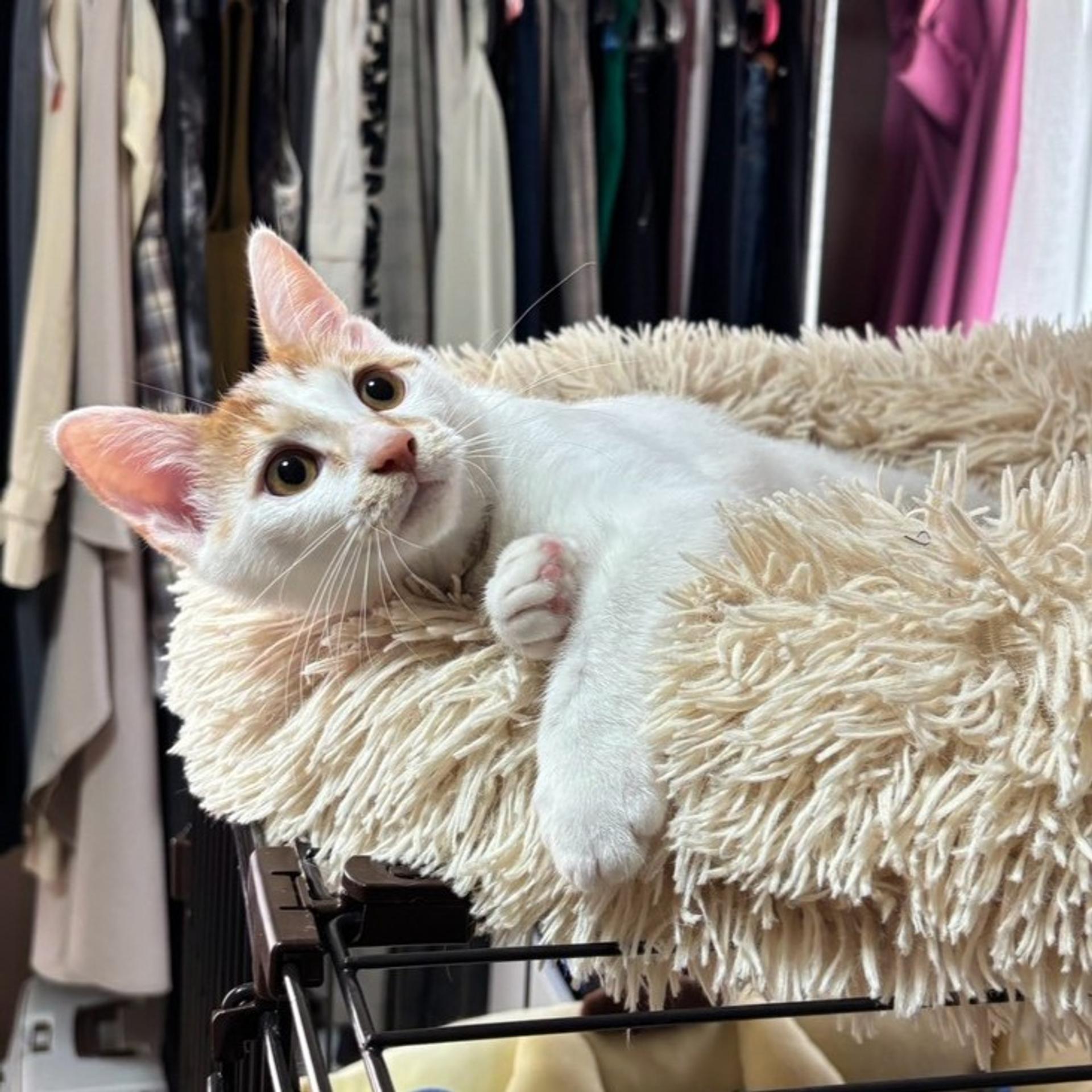 pet-image-9
