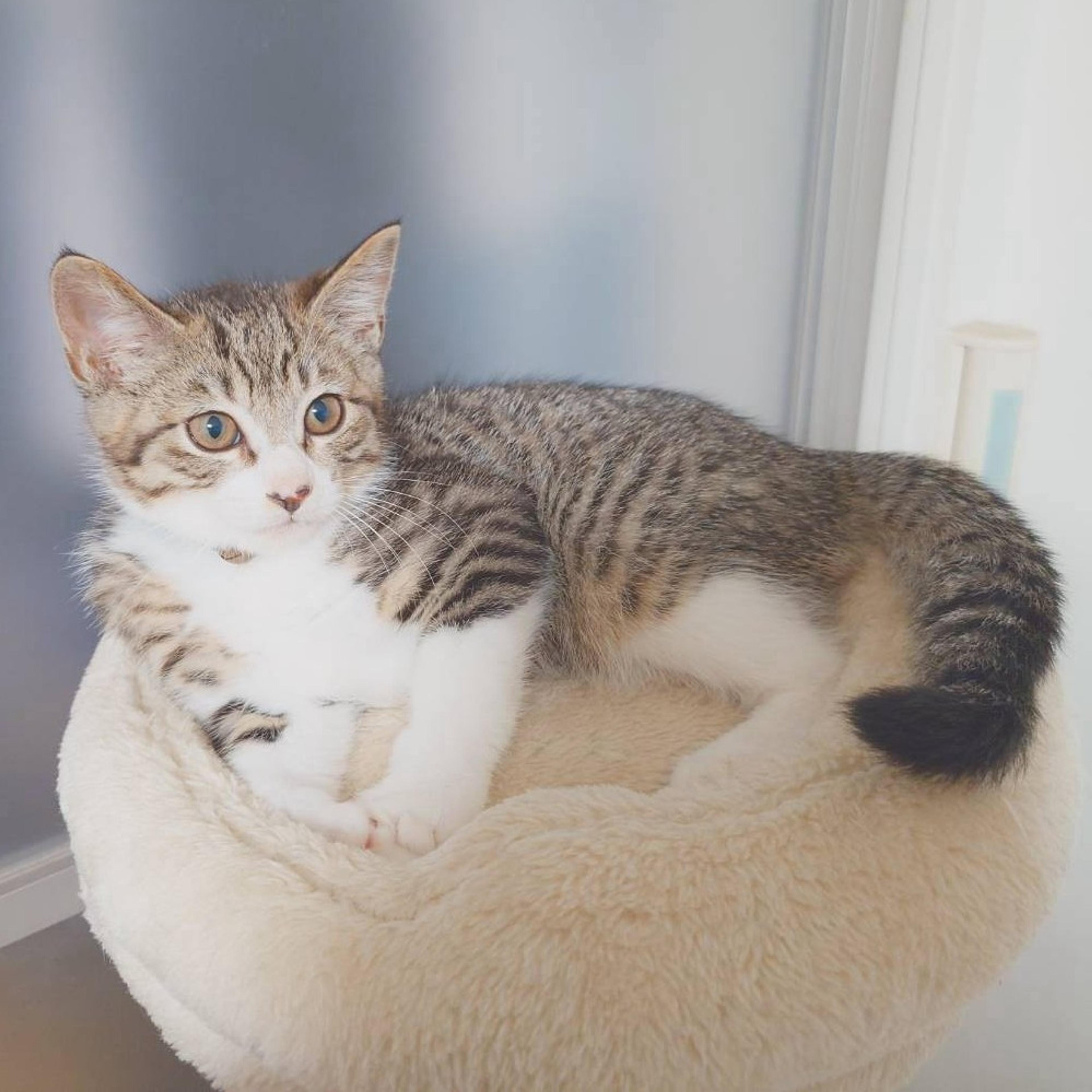 pet-image-2