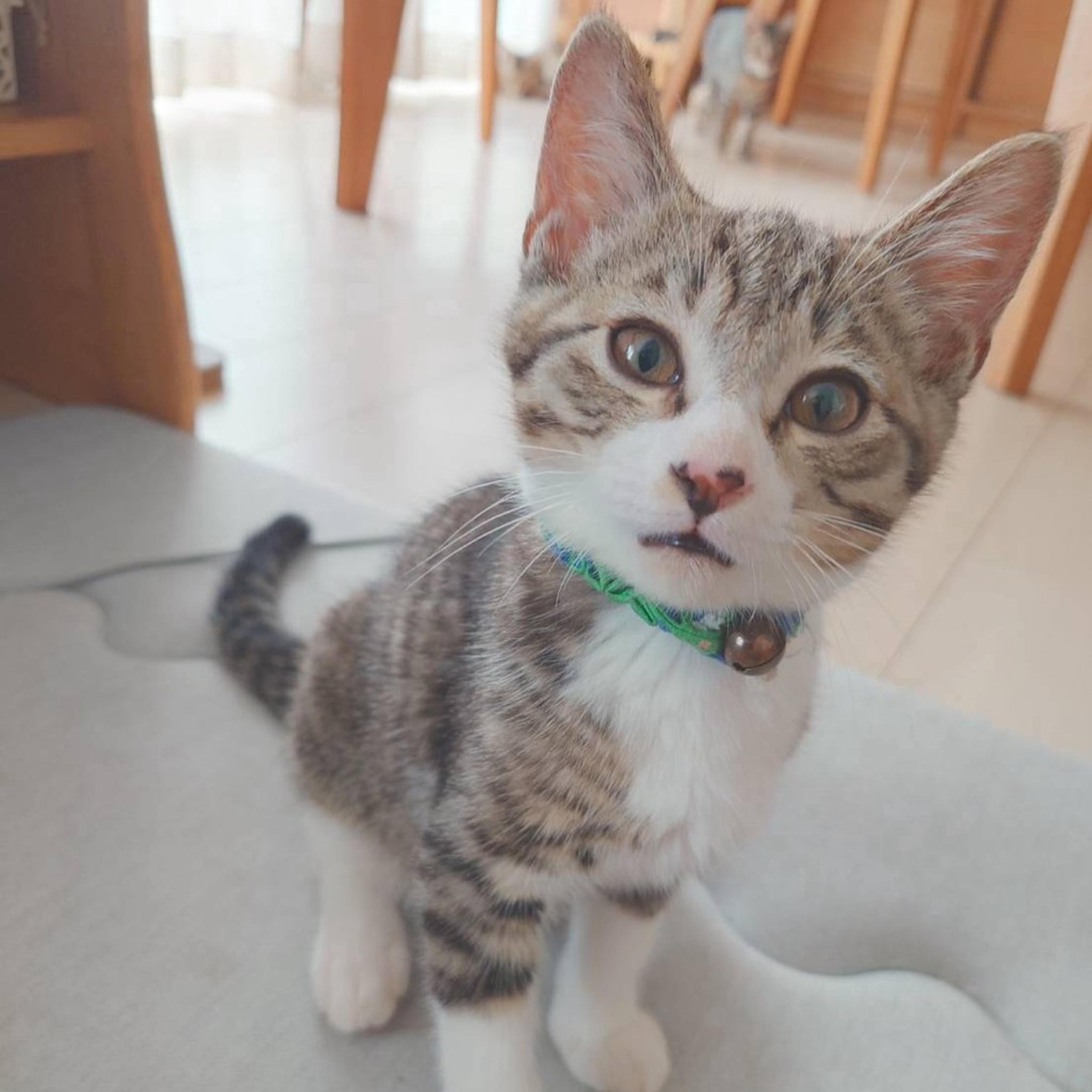 pet-image-5