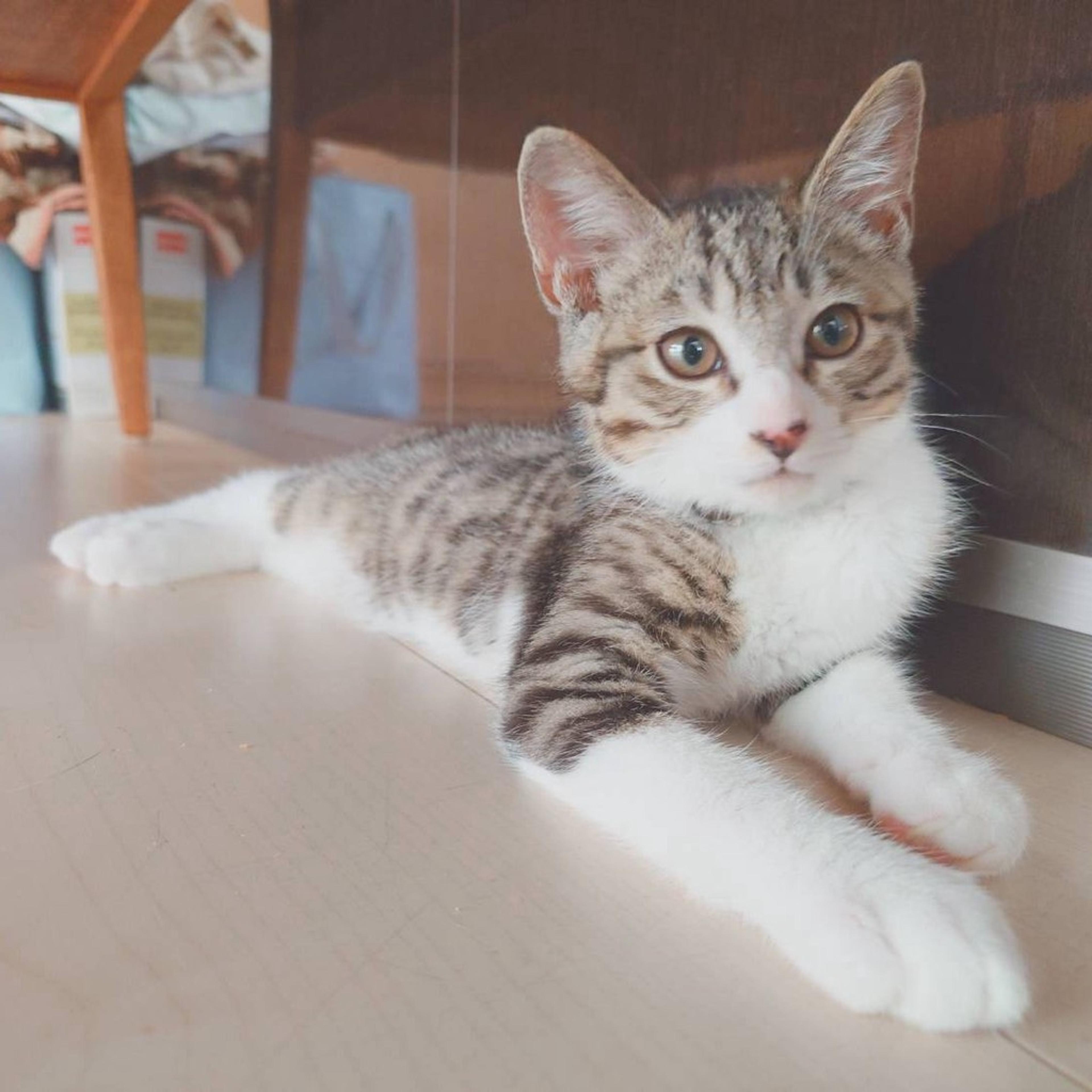 pet-image-6