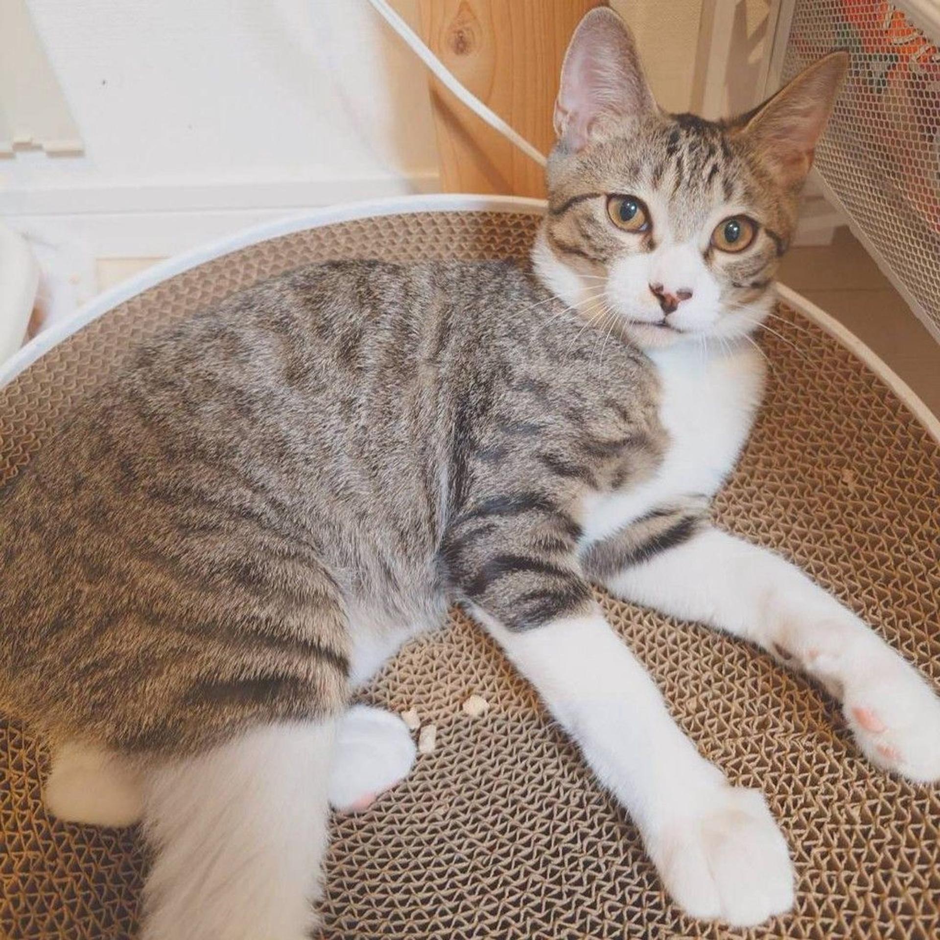 pet-image-3