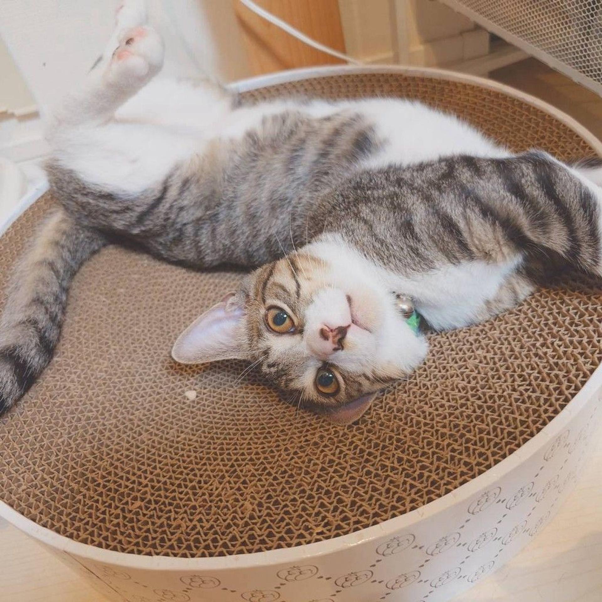 pet-image-5