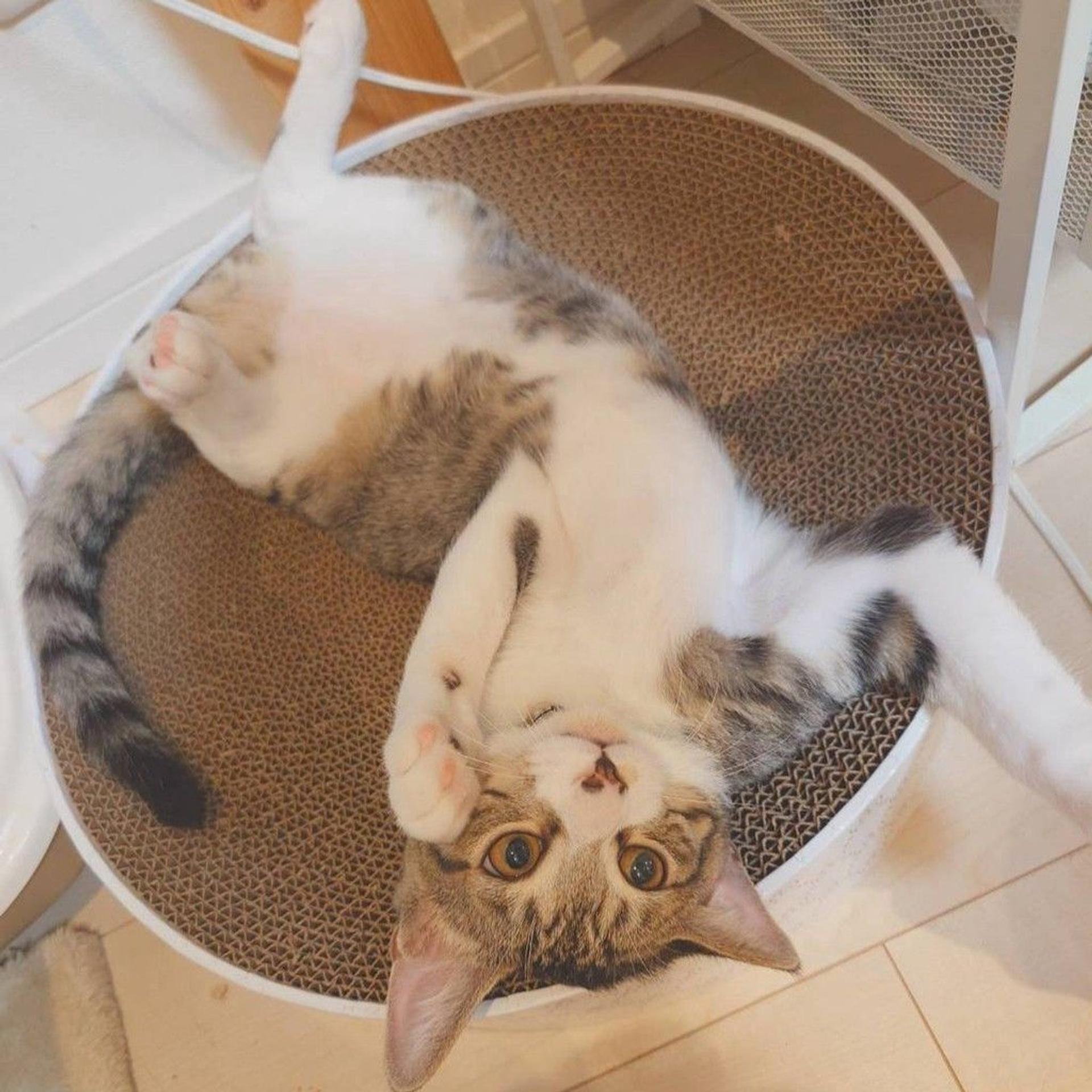 pet-image-7