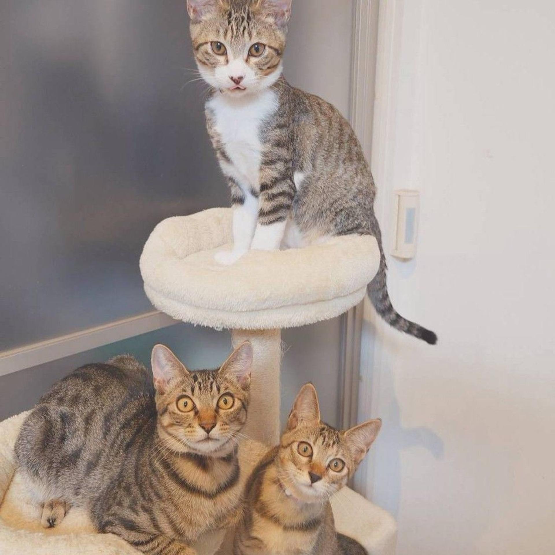 pet-image-8