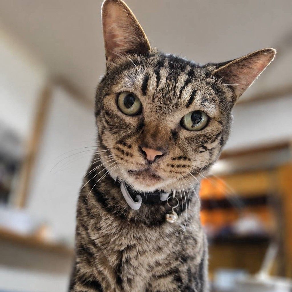 猫の森」の里親募集一覧｜OMUSUBI（ペトコトお結び）- 保護犬・保護猫