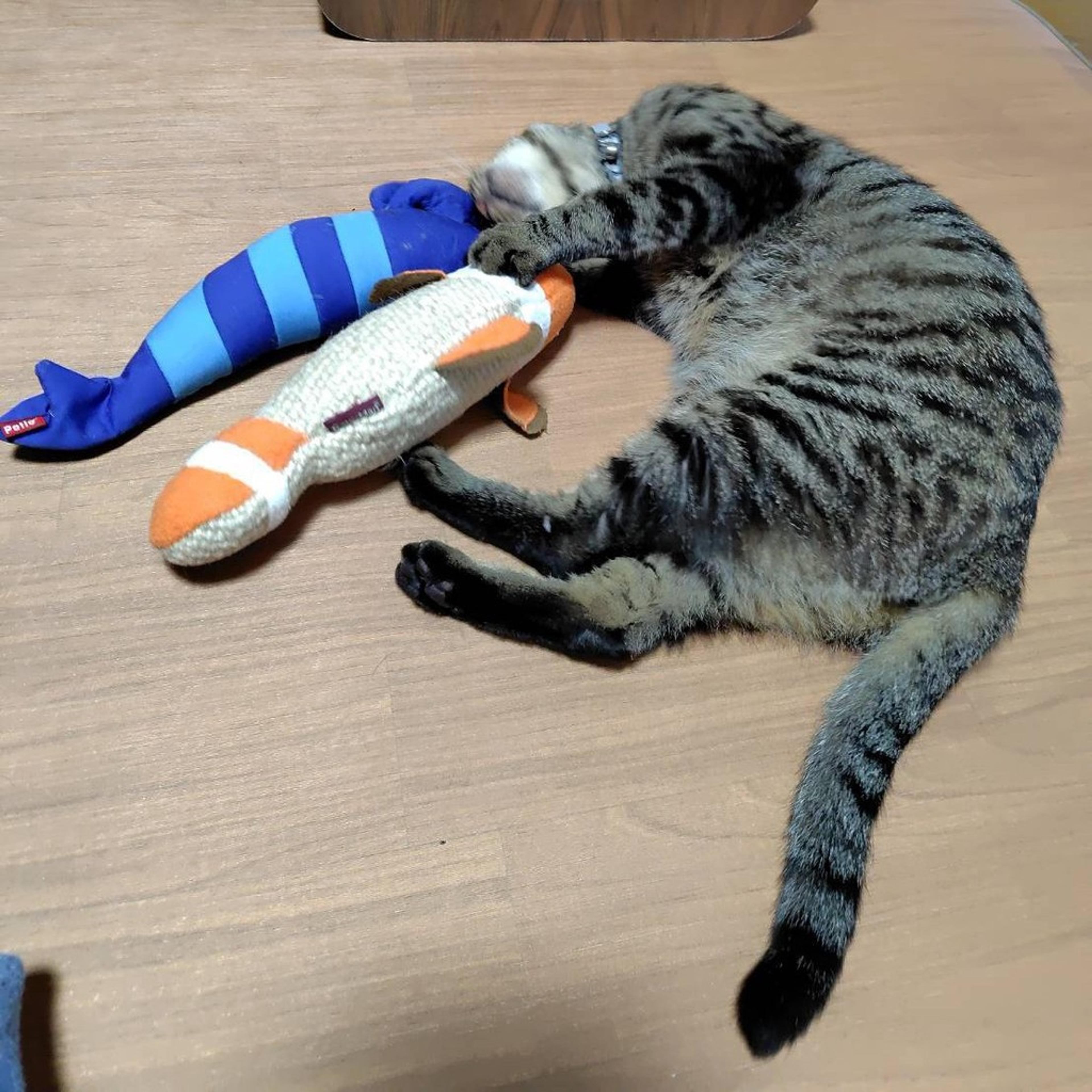 pet-image-4