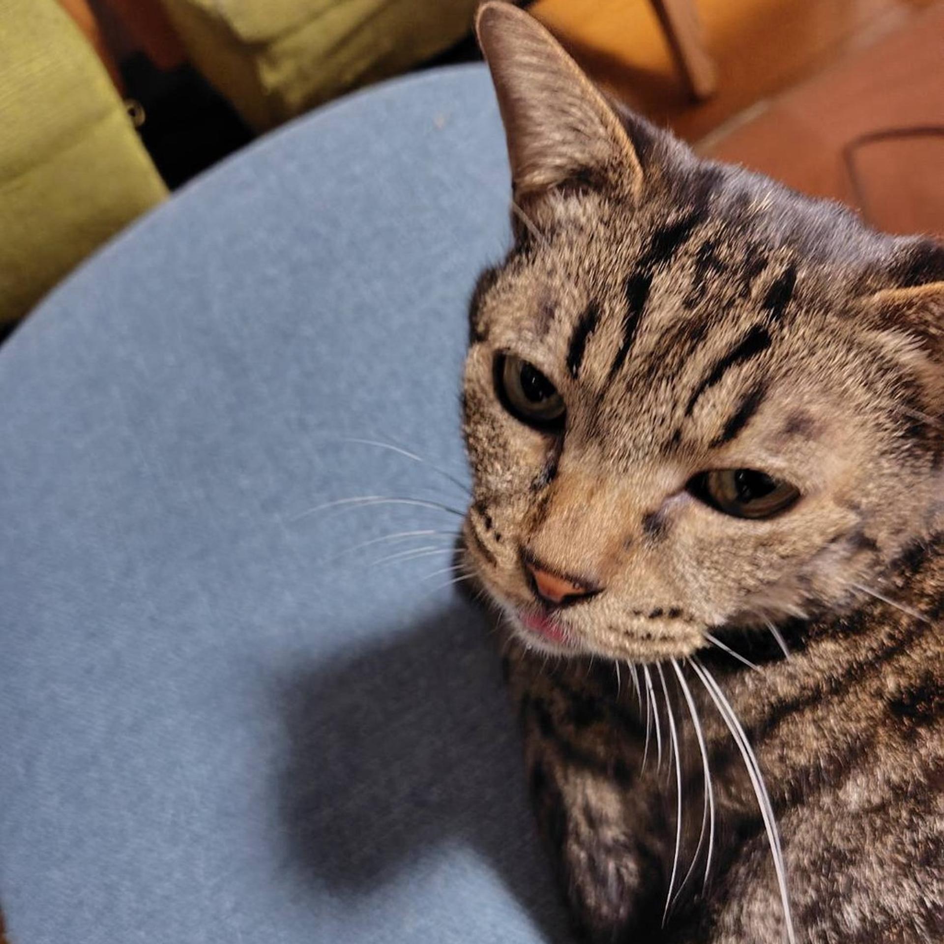 pet-image-5