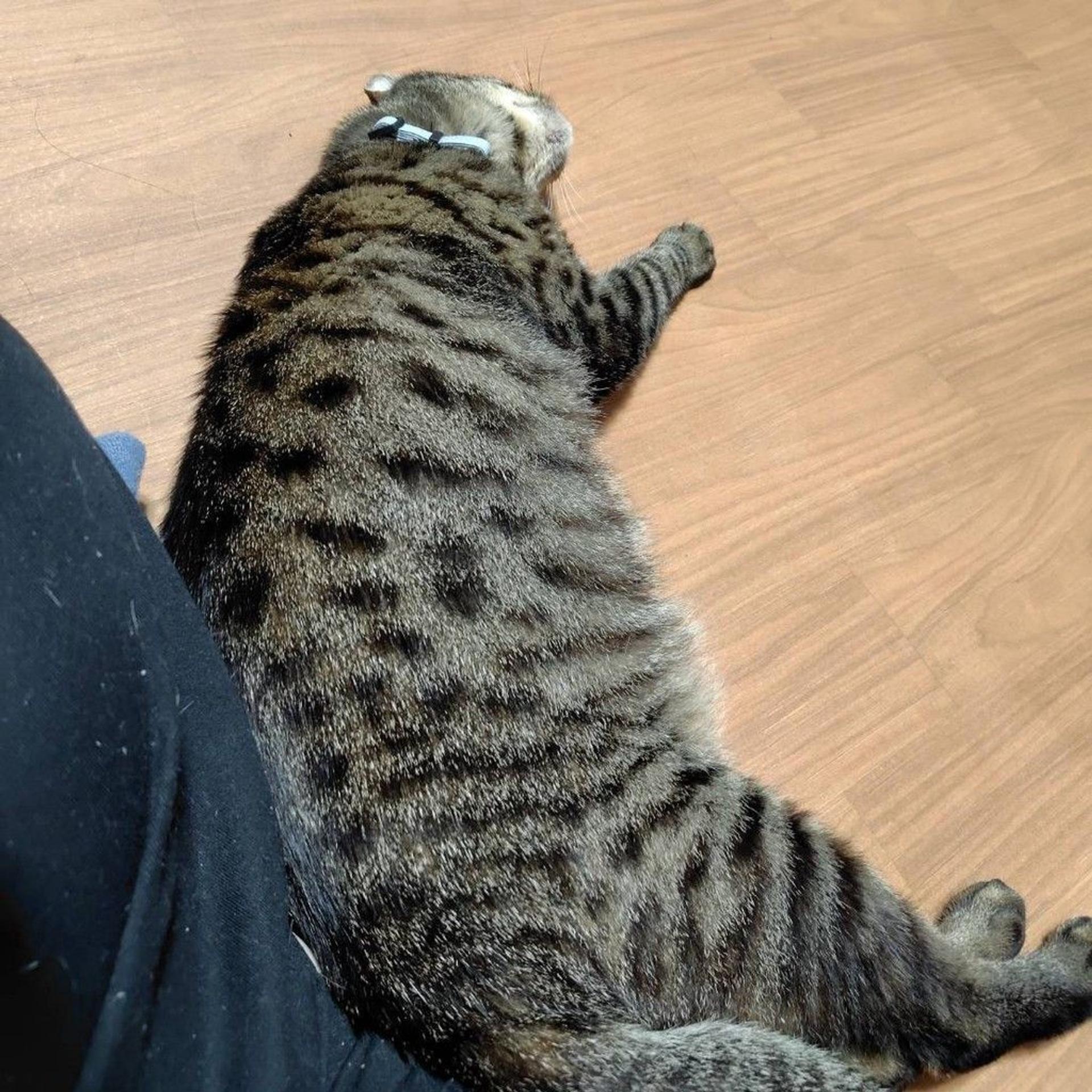 pet-image-8
