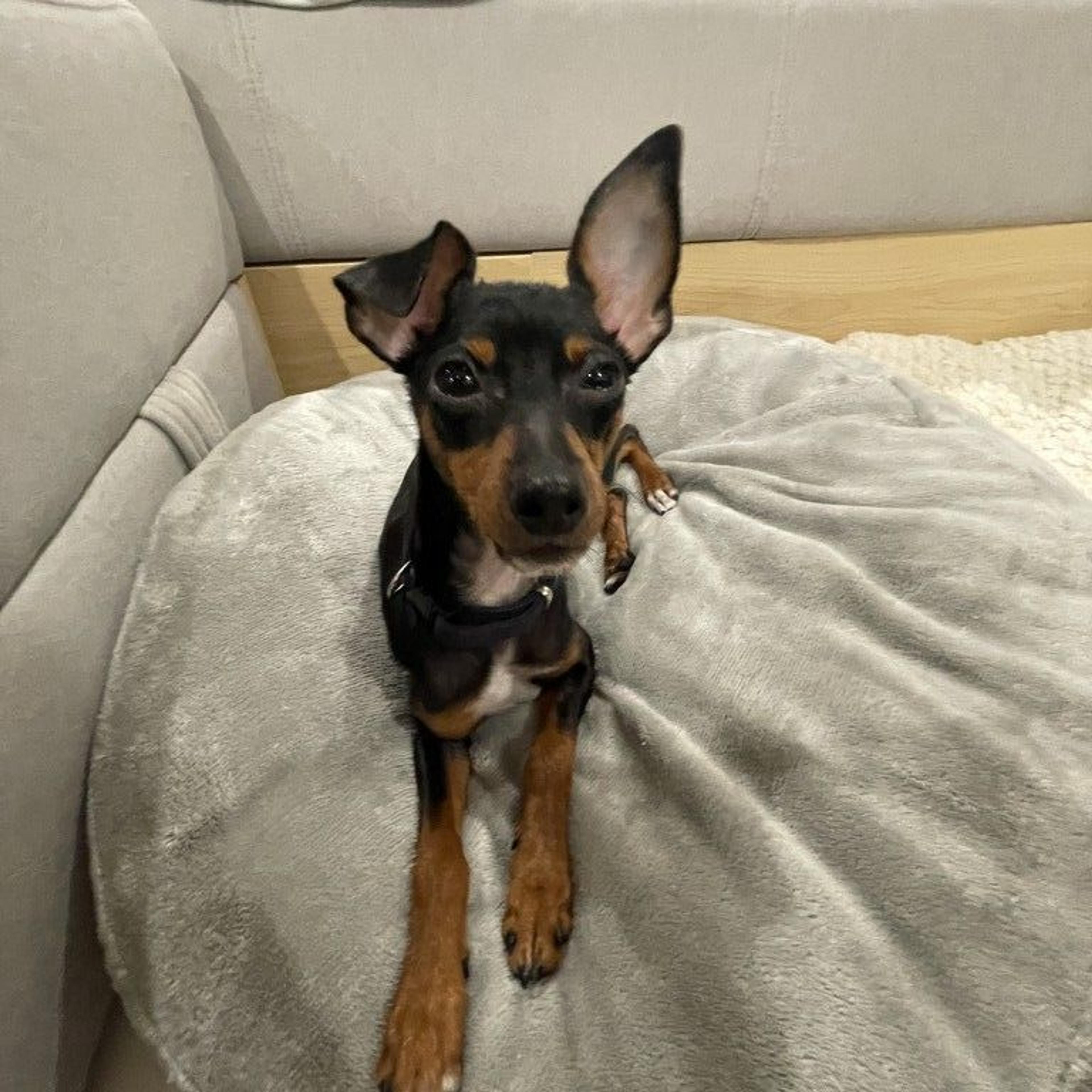 pet-image-3