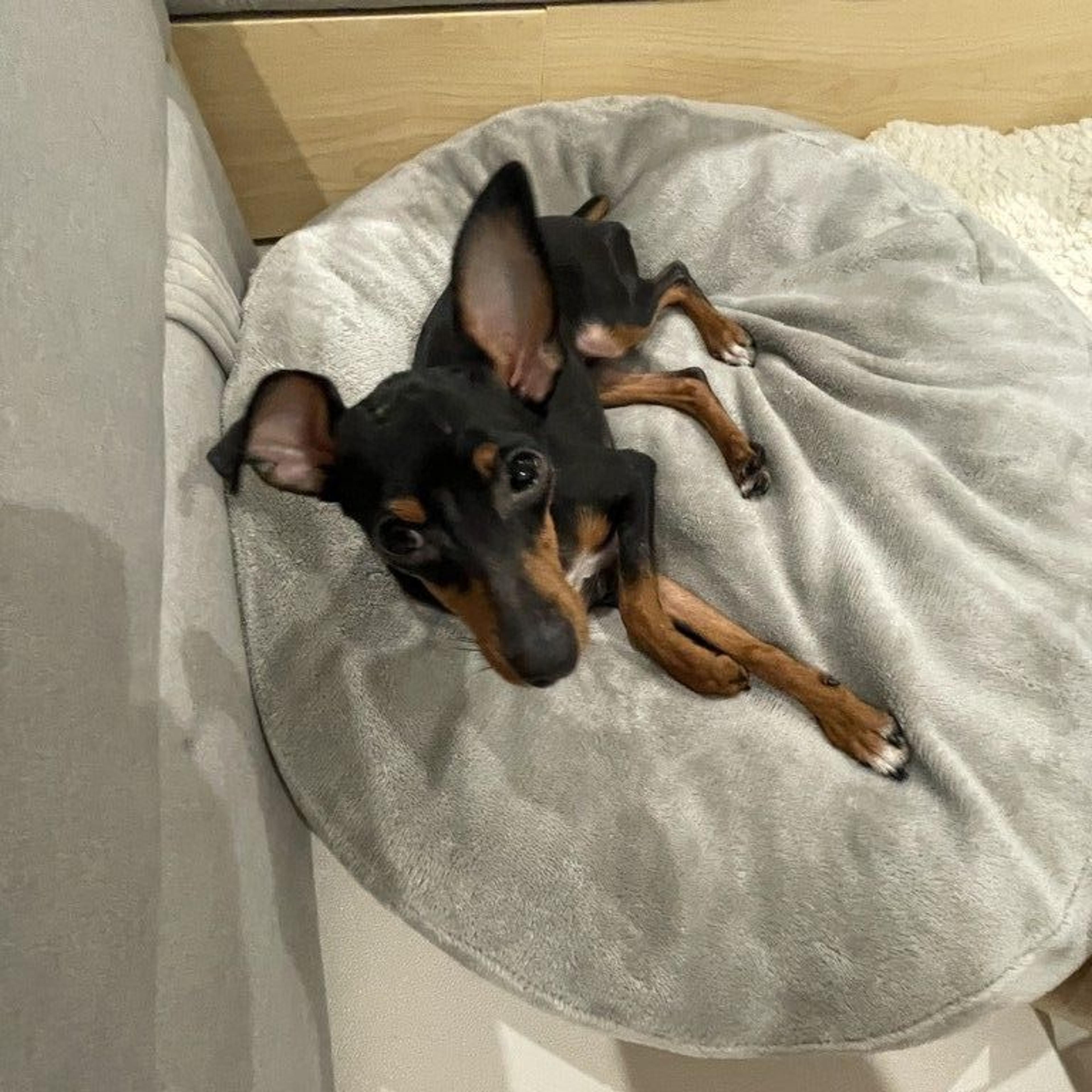 pet-image-4