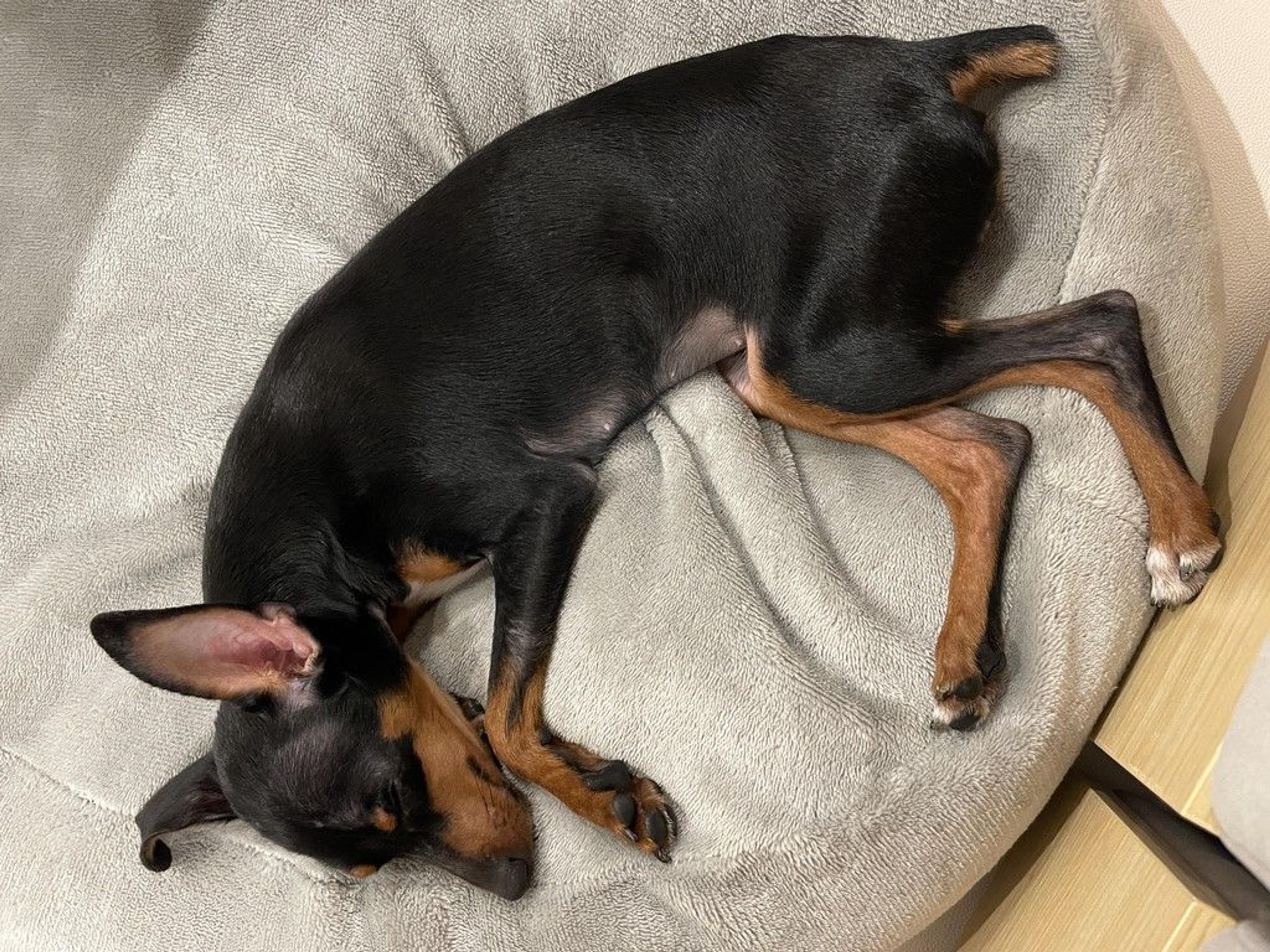 pet-image-5
