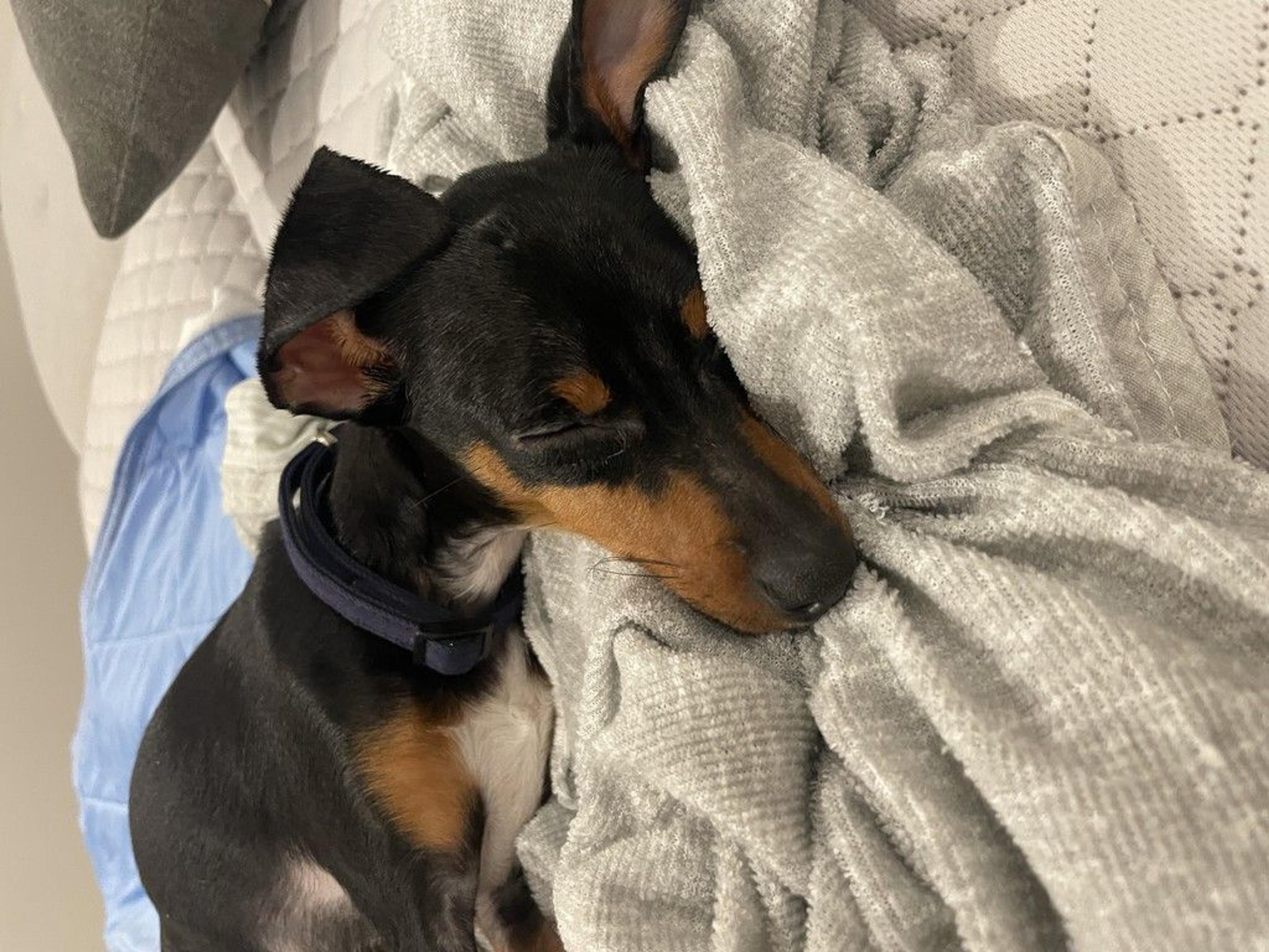 pet-image-6