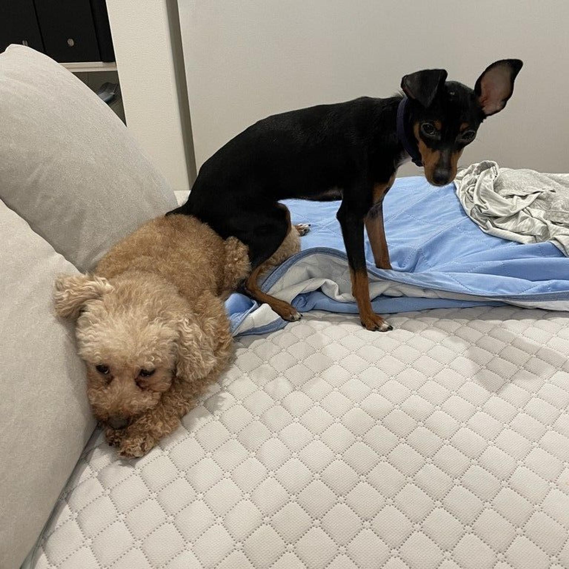 pet-image-7
