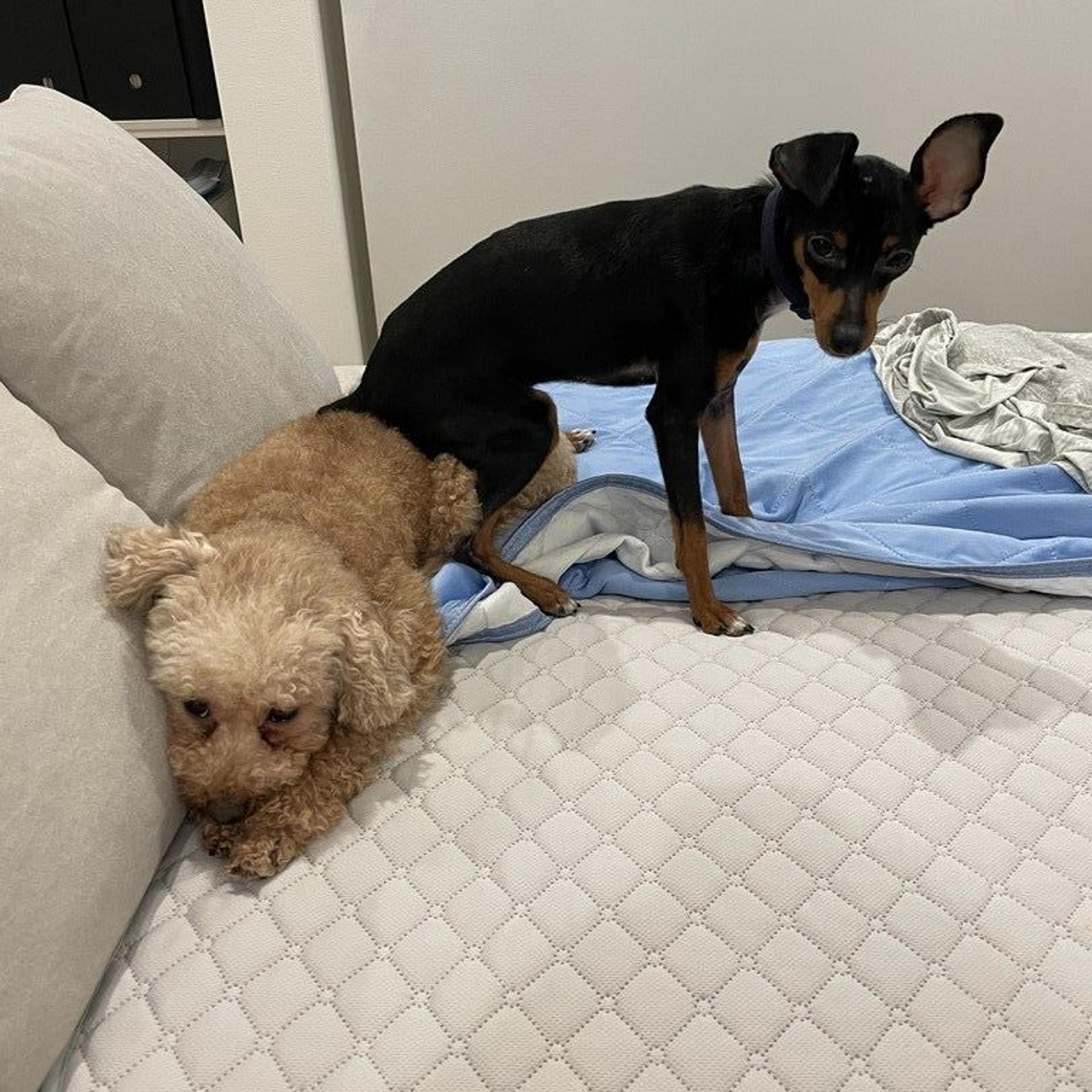 pet-image-7