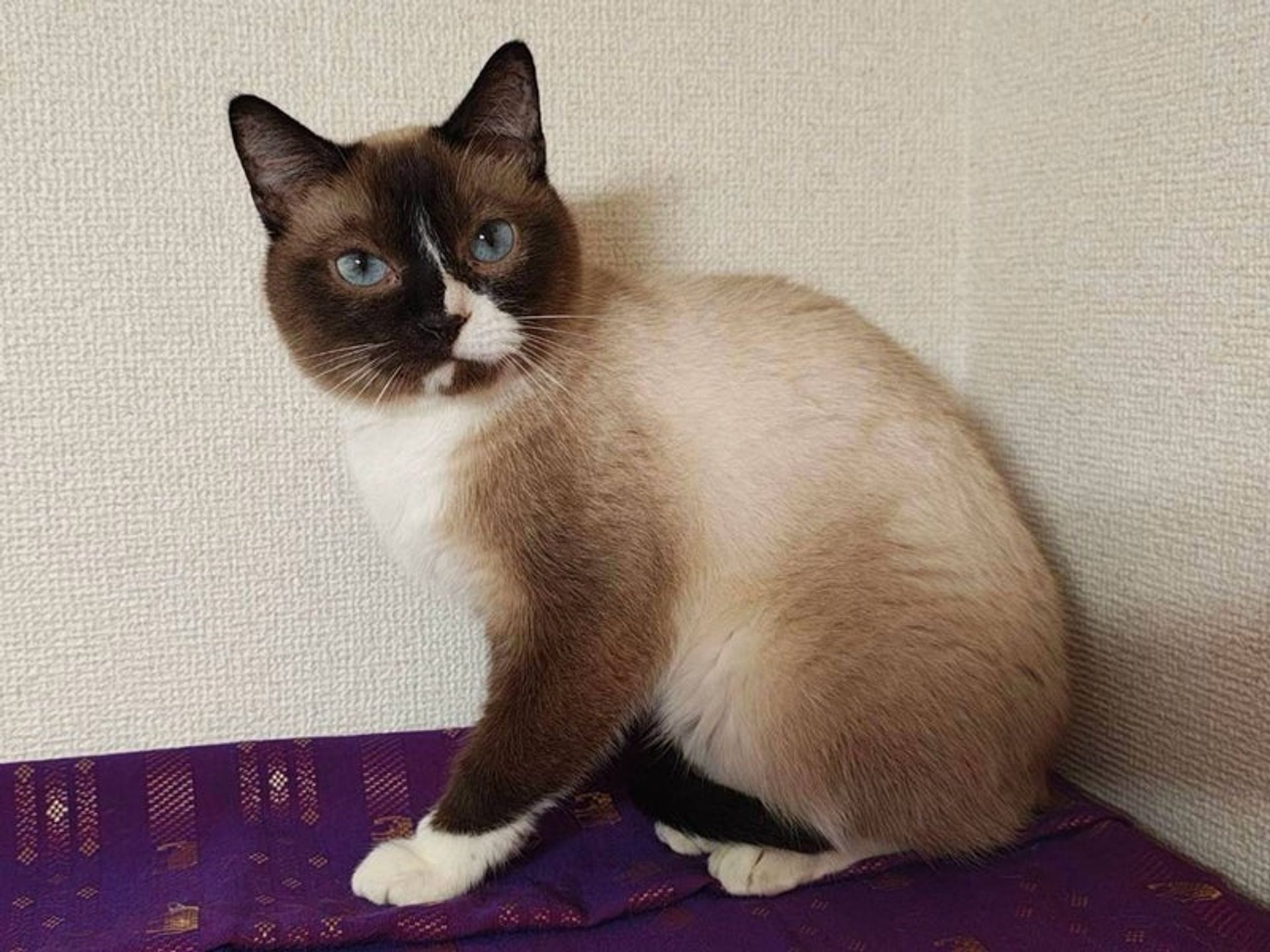 雑種（ミックス猫）・オスの里親募集の写真