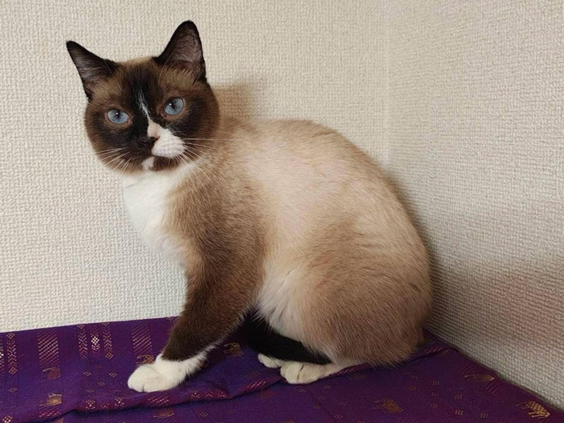 pet-image-4