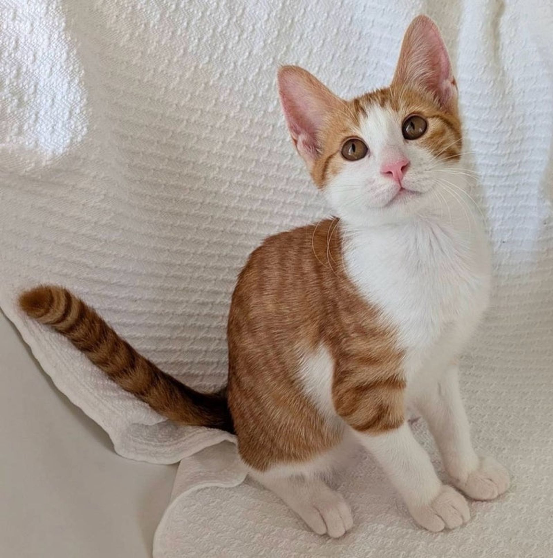 雑種（ミックス猫）・オスの里親募集の写真
