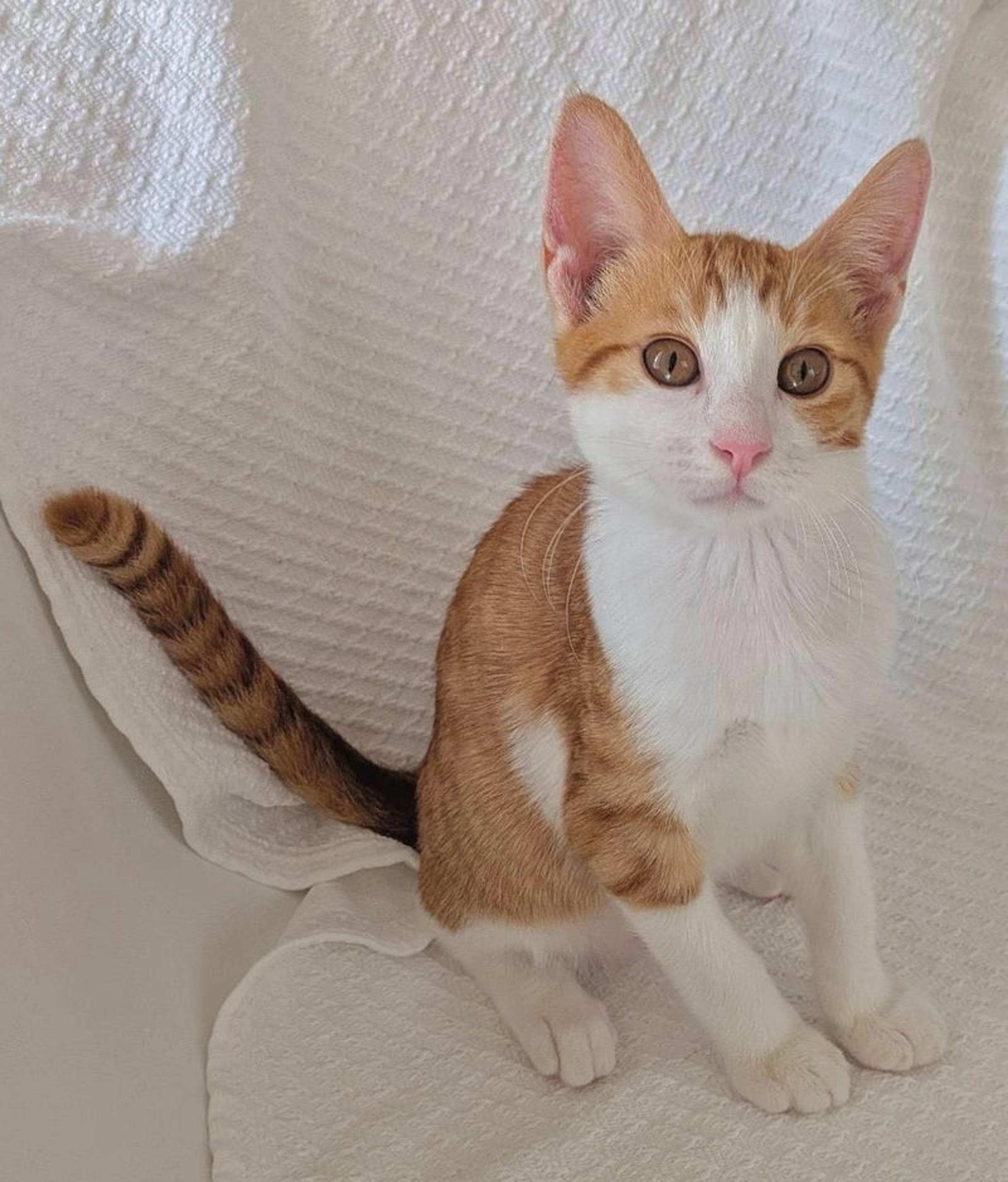 pet-image-2
