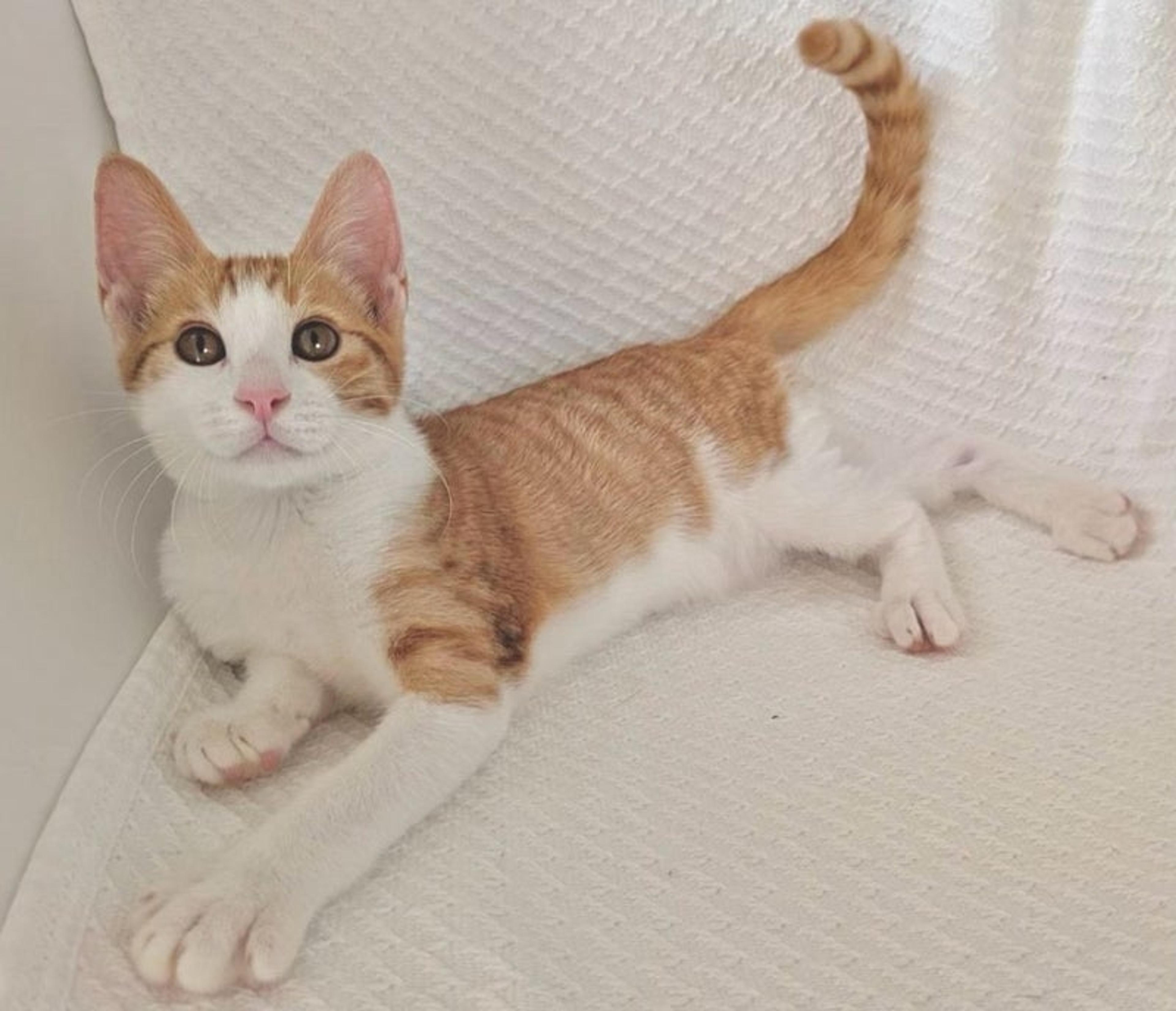 pet-image-3