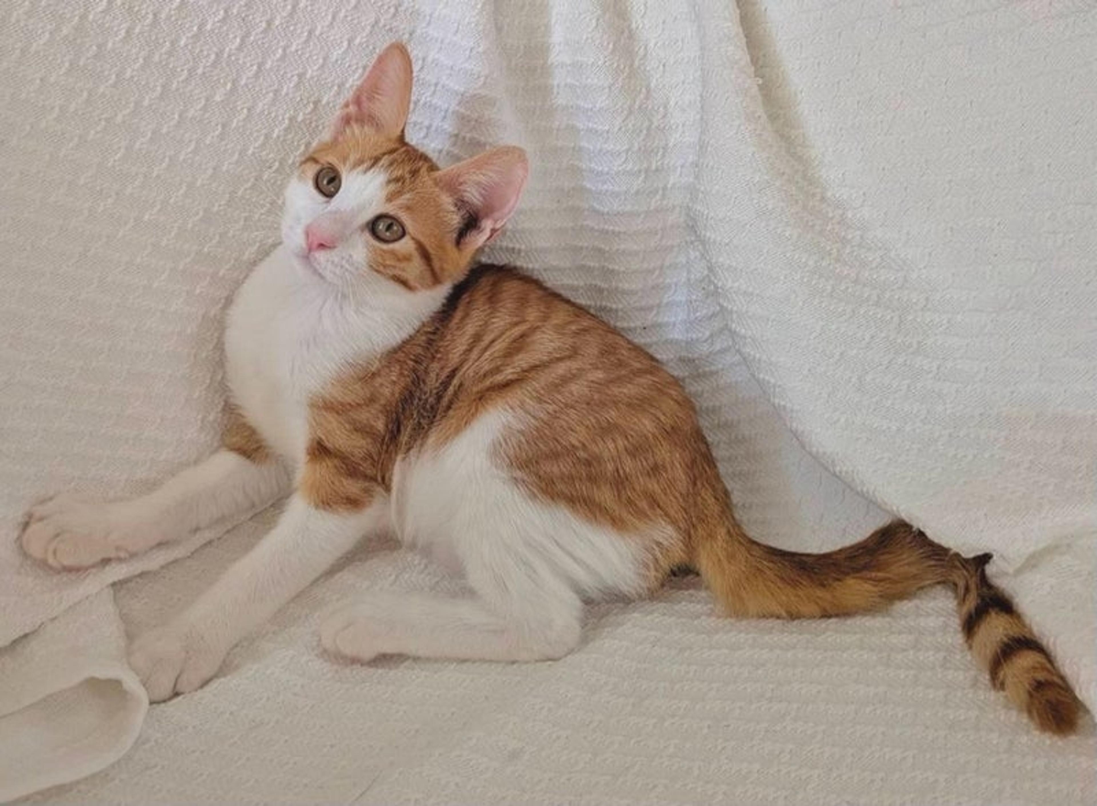 pet-image-4