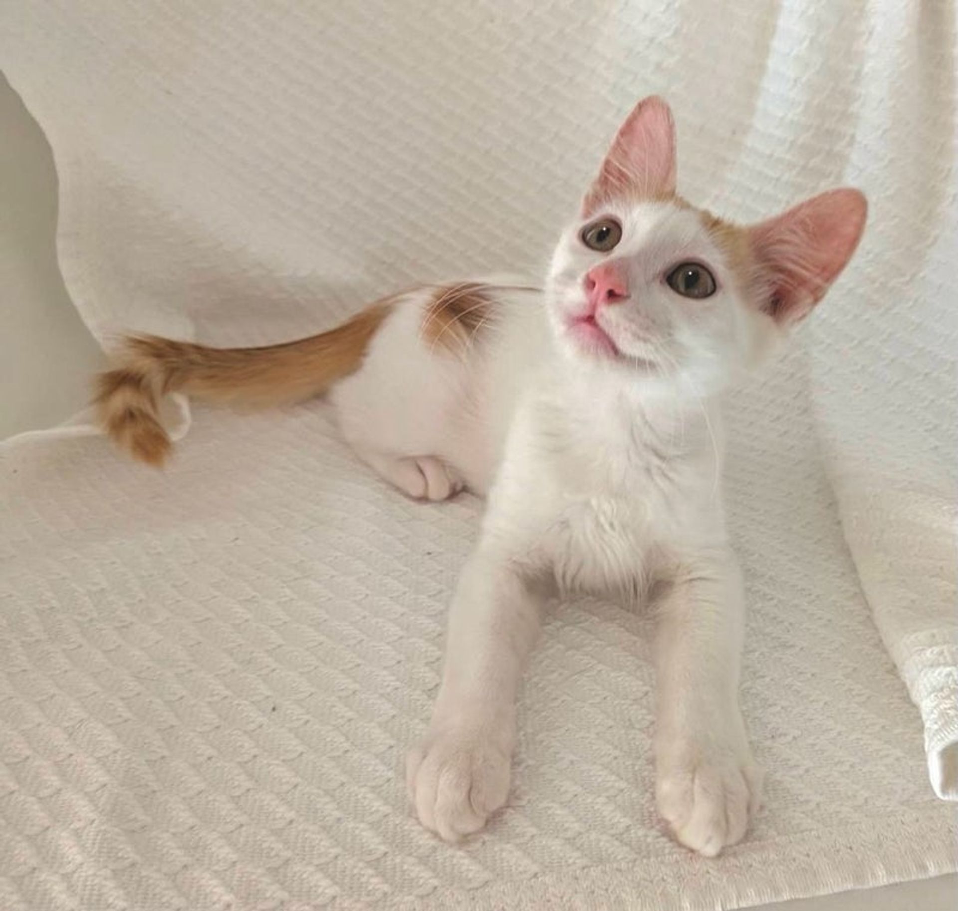 雑種（ミックス猫）・オスの里親募集の写真