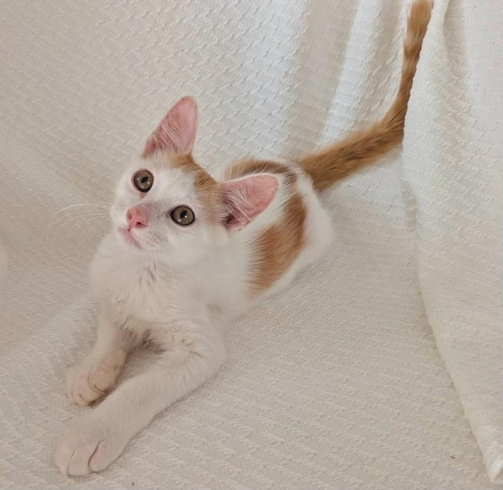 pet-image-3