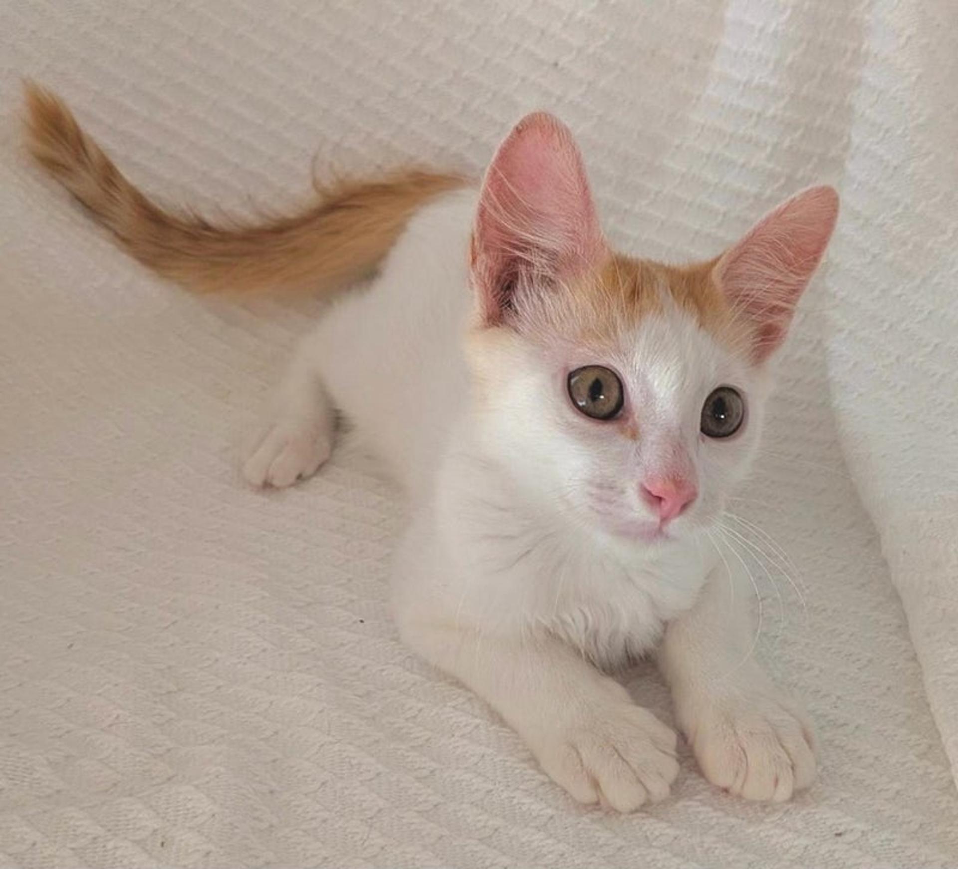 pet-image-4