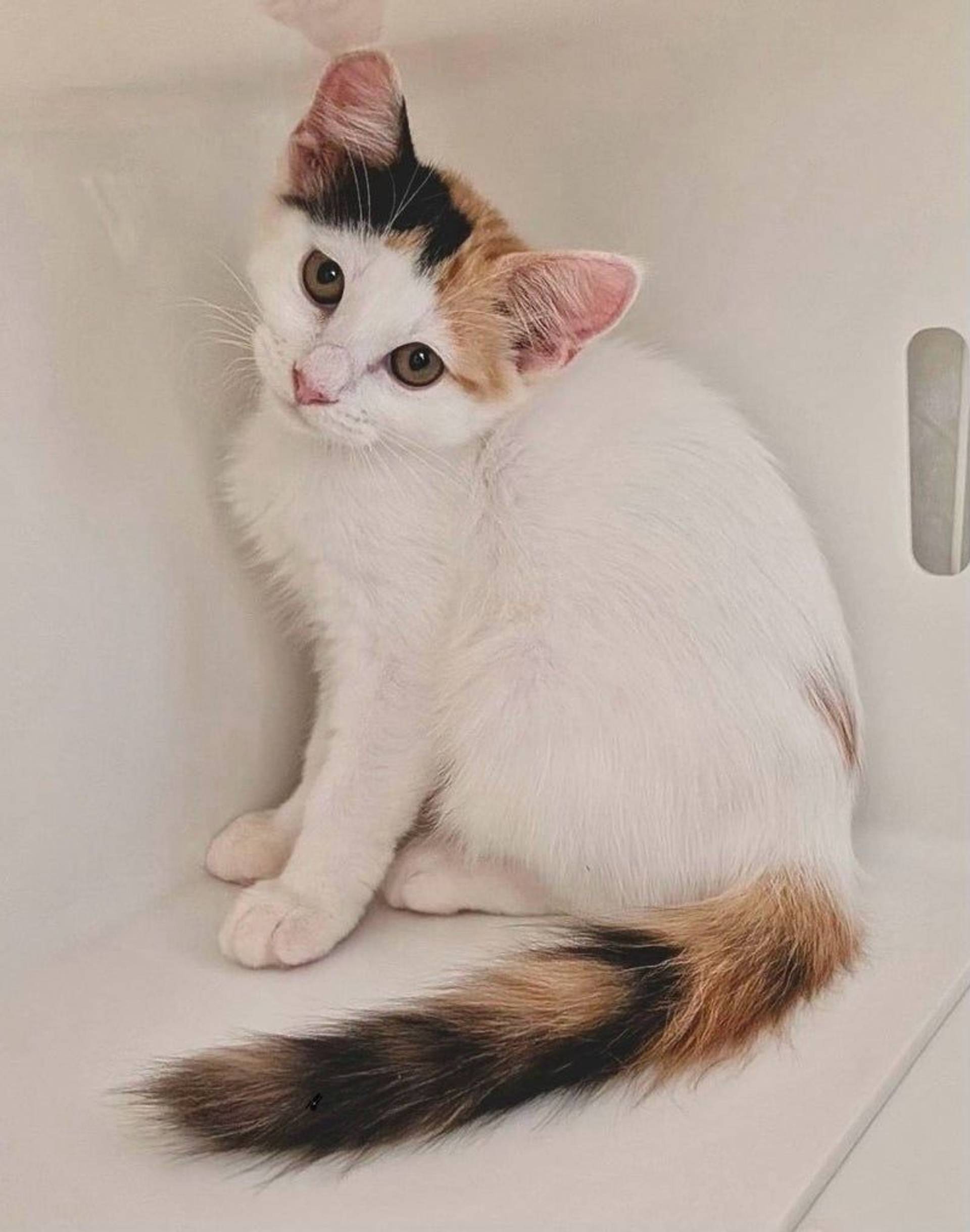 雑種（ミックス猫）・メスの里親募集の写真
