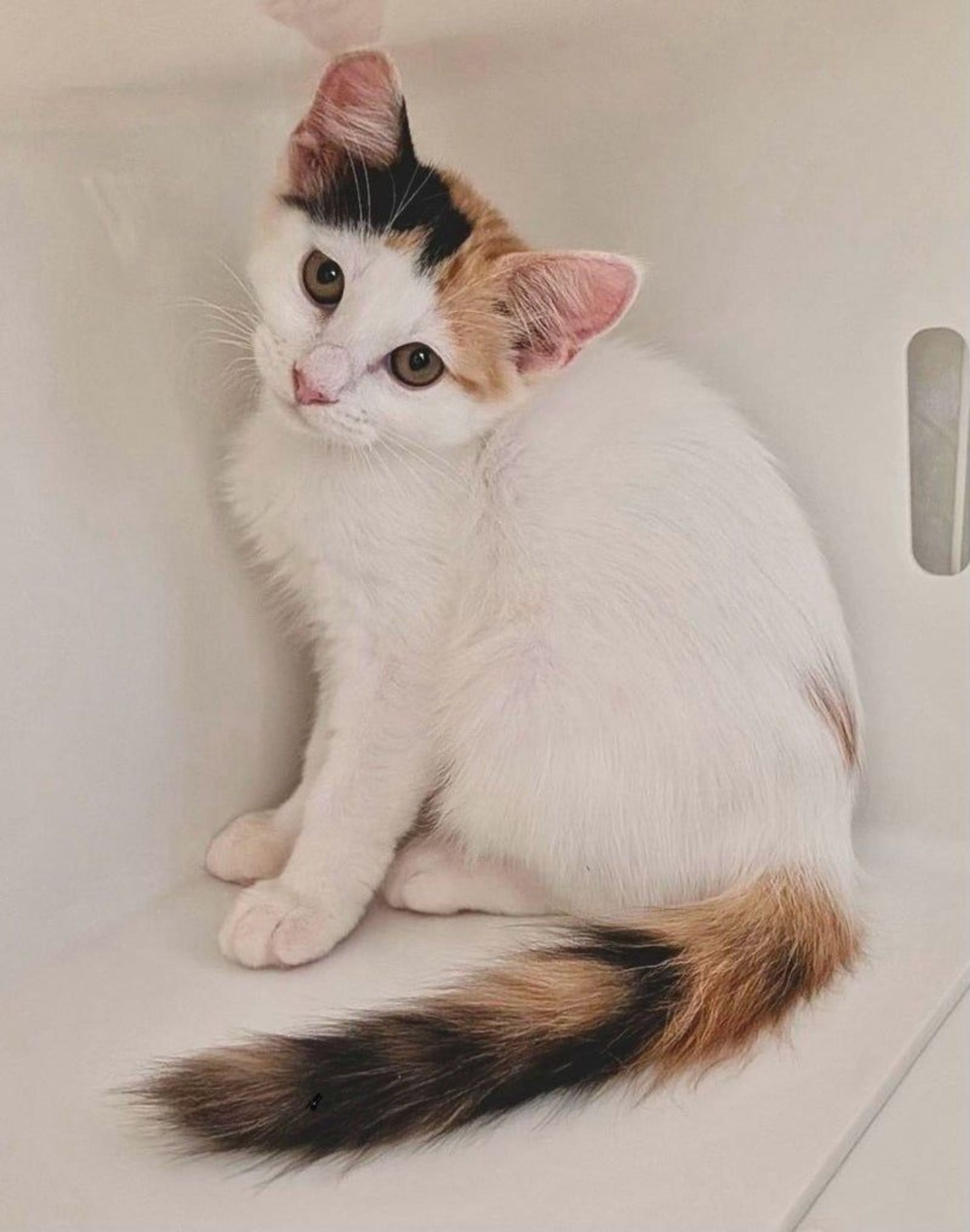 雑種（ミックス猫）・メスの里親募集の写真